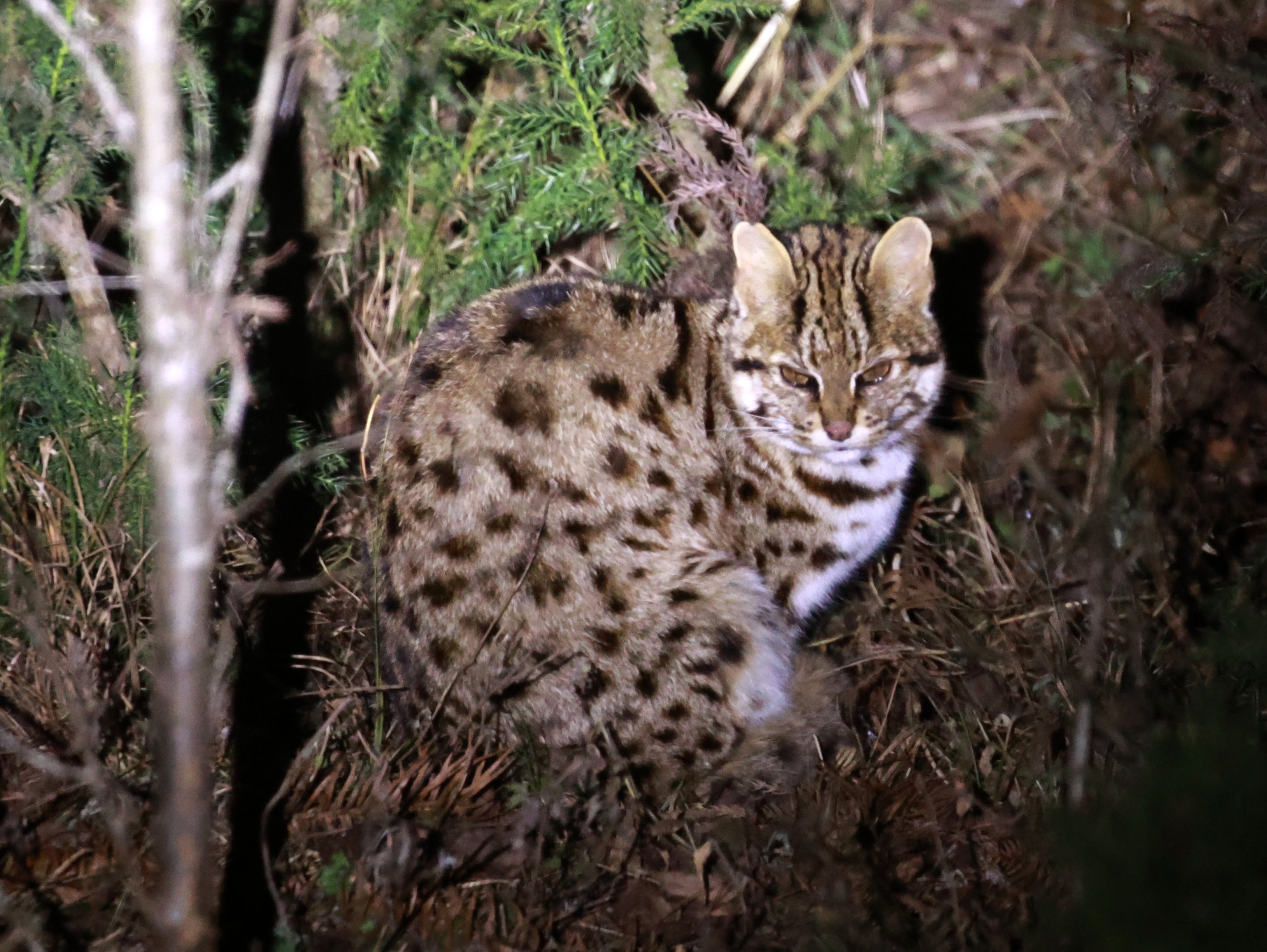 Leopard Cat (Prionailurus bengalensis) Tangjiahe Nature Reserve, Sichuan China