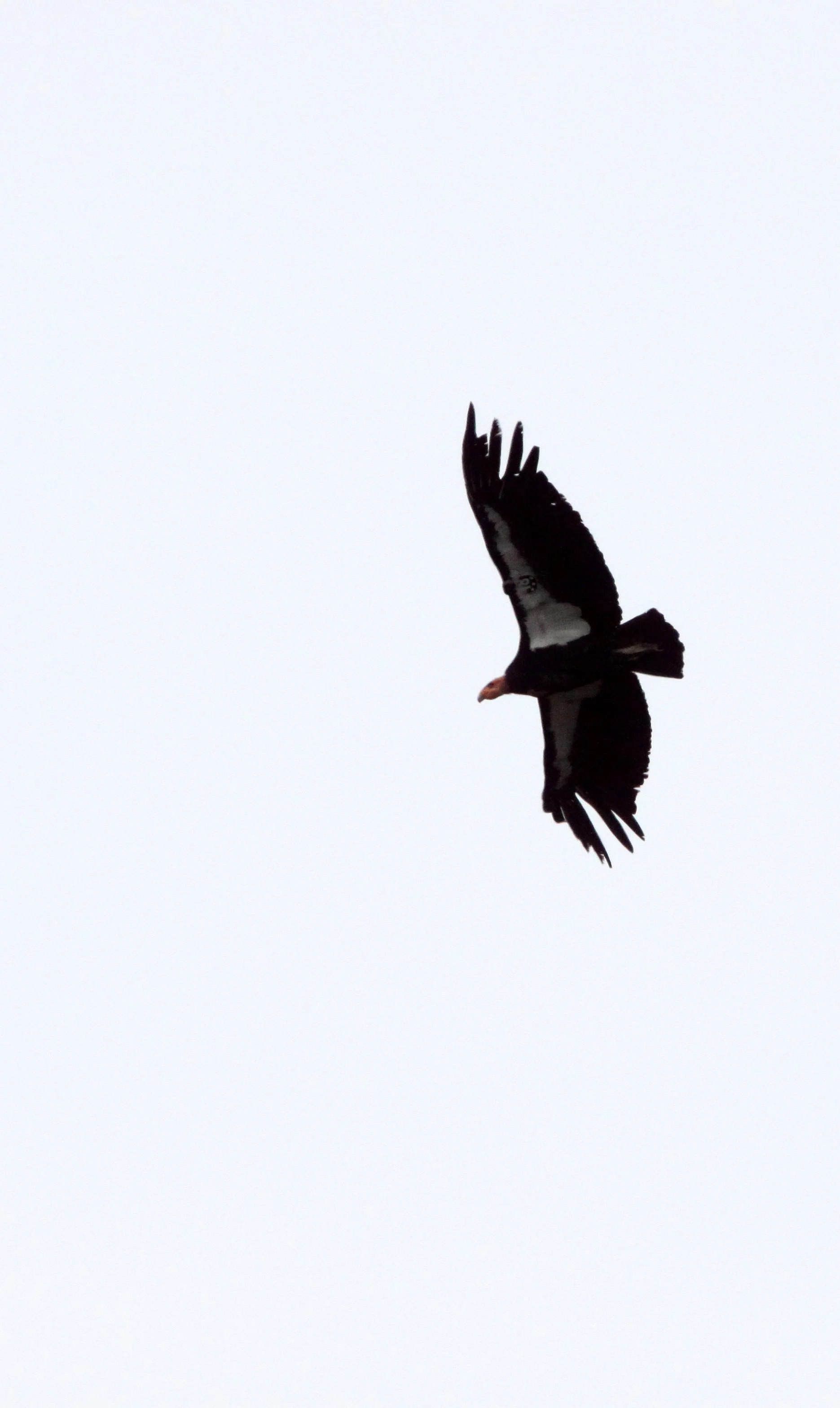 Gymnogyps californianus - CALIFORNIA CONDOR - PINNACLES NATIONAL MONUMENT CALIFORNIA (70).JPG