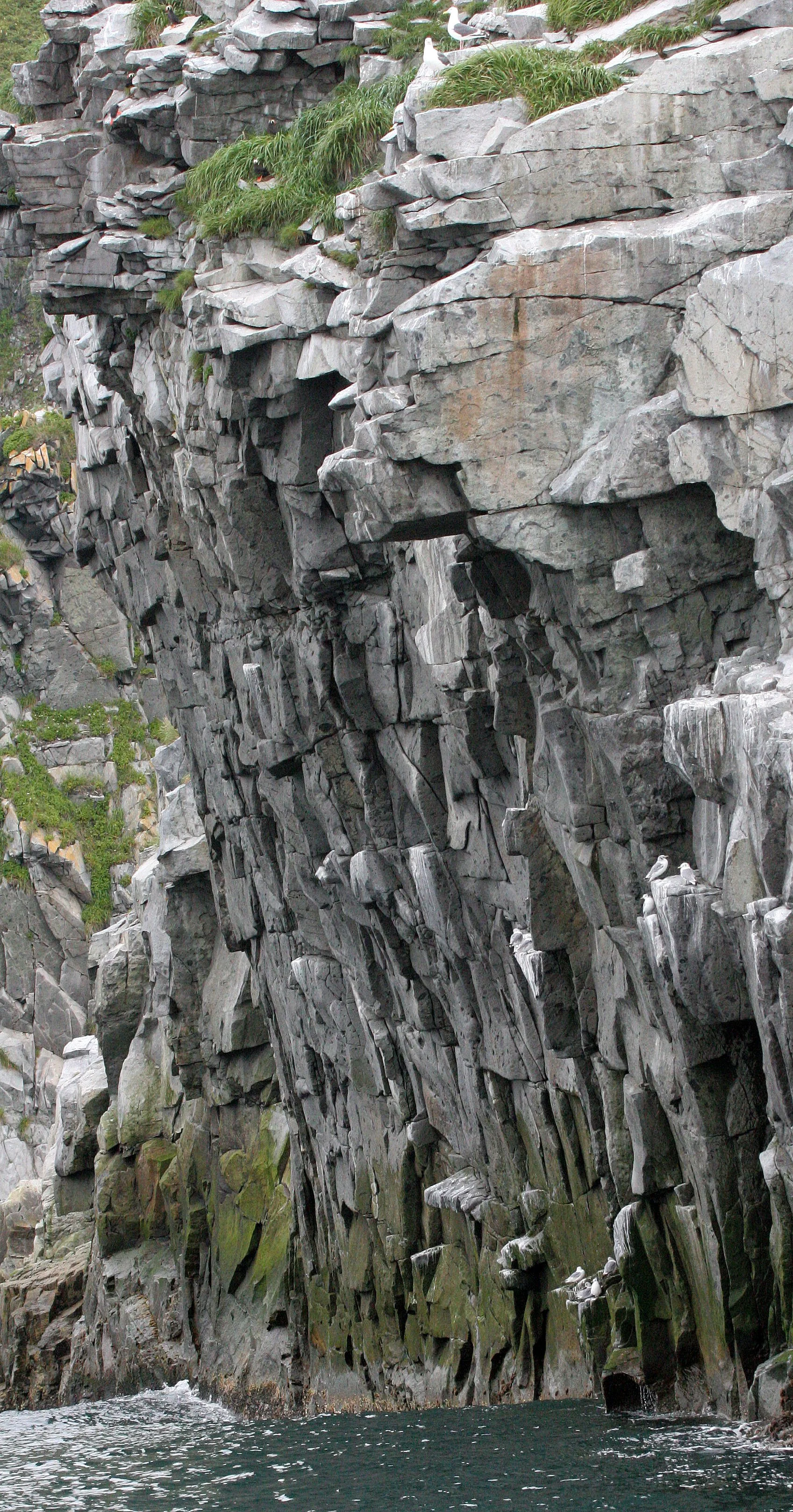 Fratercula cirrhata - TUFTED PUFFIN - COAST OF KAMCHATKA (63).jpg