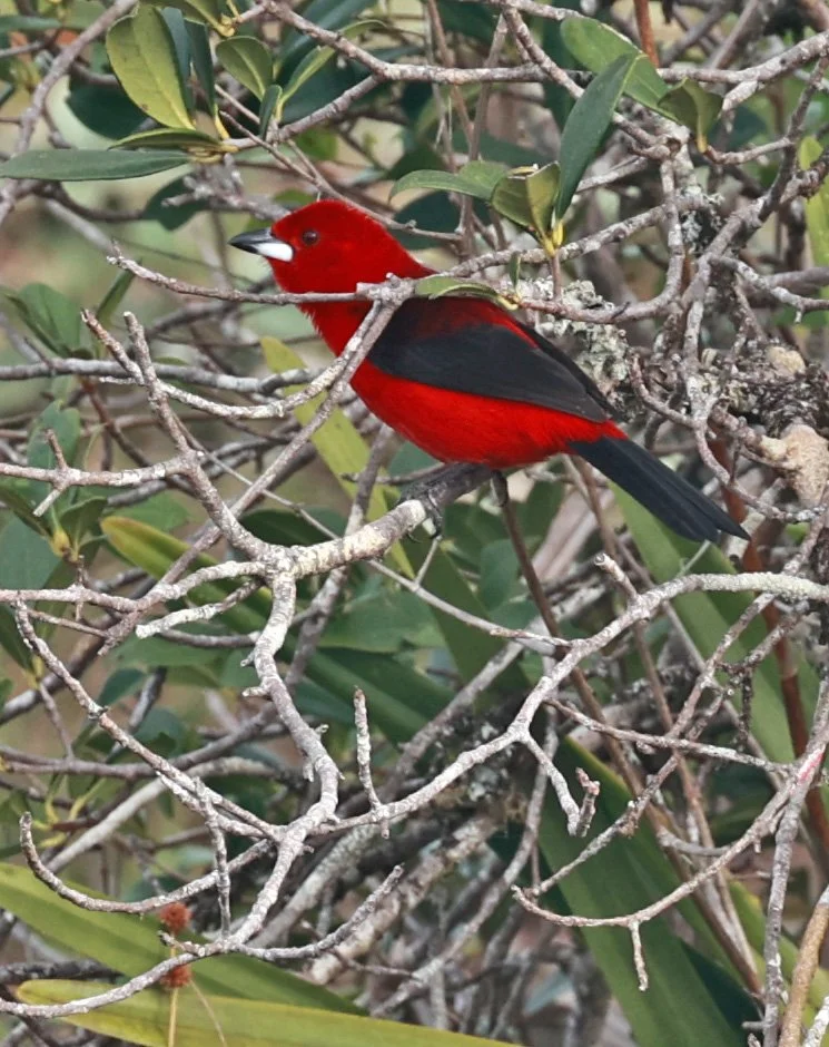 Brazilian tanager (Ramphocelus bresilia) Superagüi National Park, Brazil (2).jpg