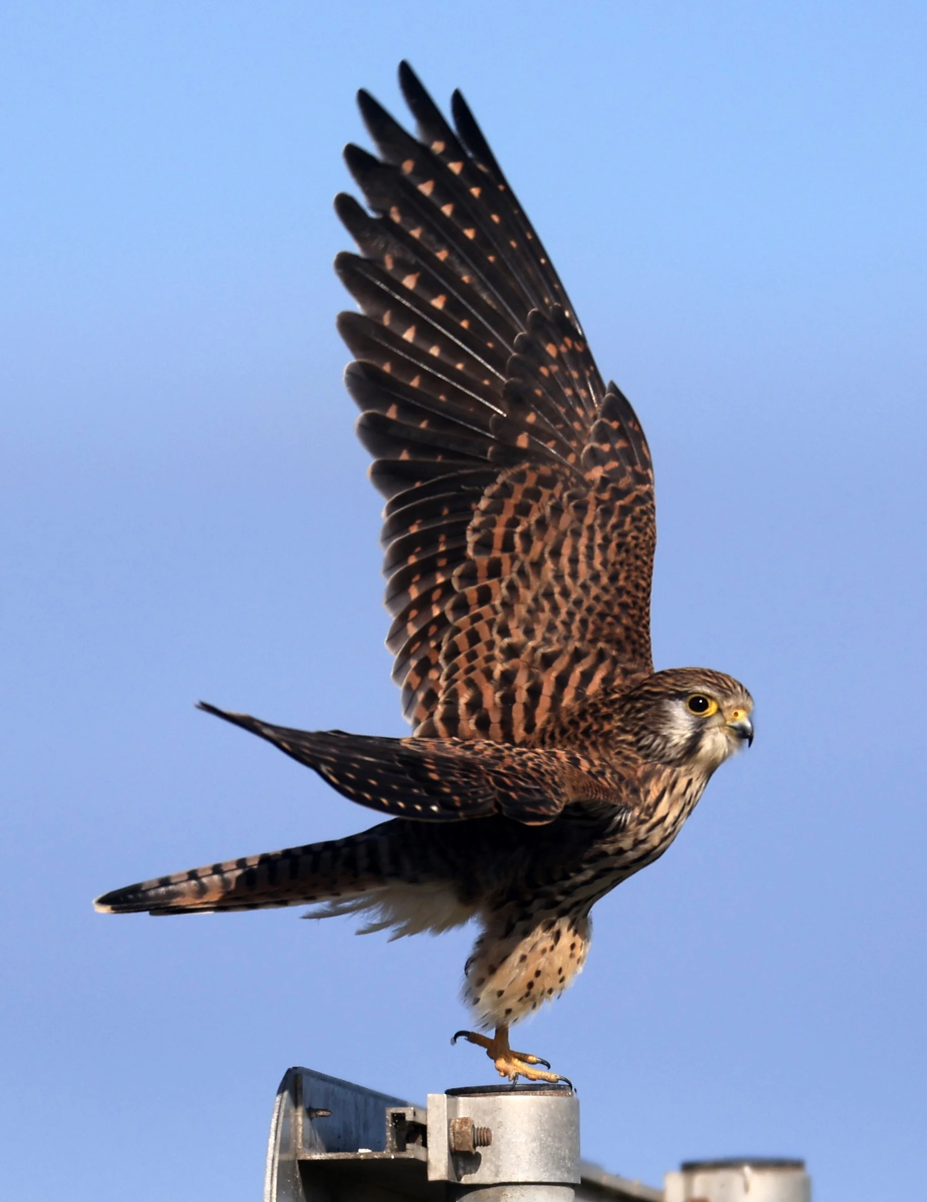 Eurasian or Common Kestrel (Falco tinnunculus) Izumi Crane Center and Fields Izumi Kagoshima Japan (30).jpg