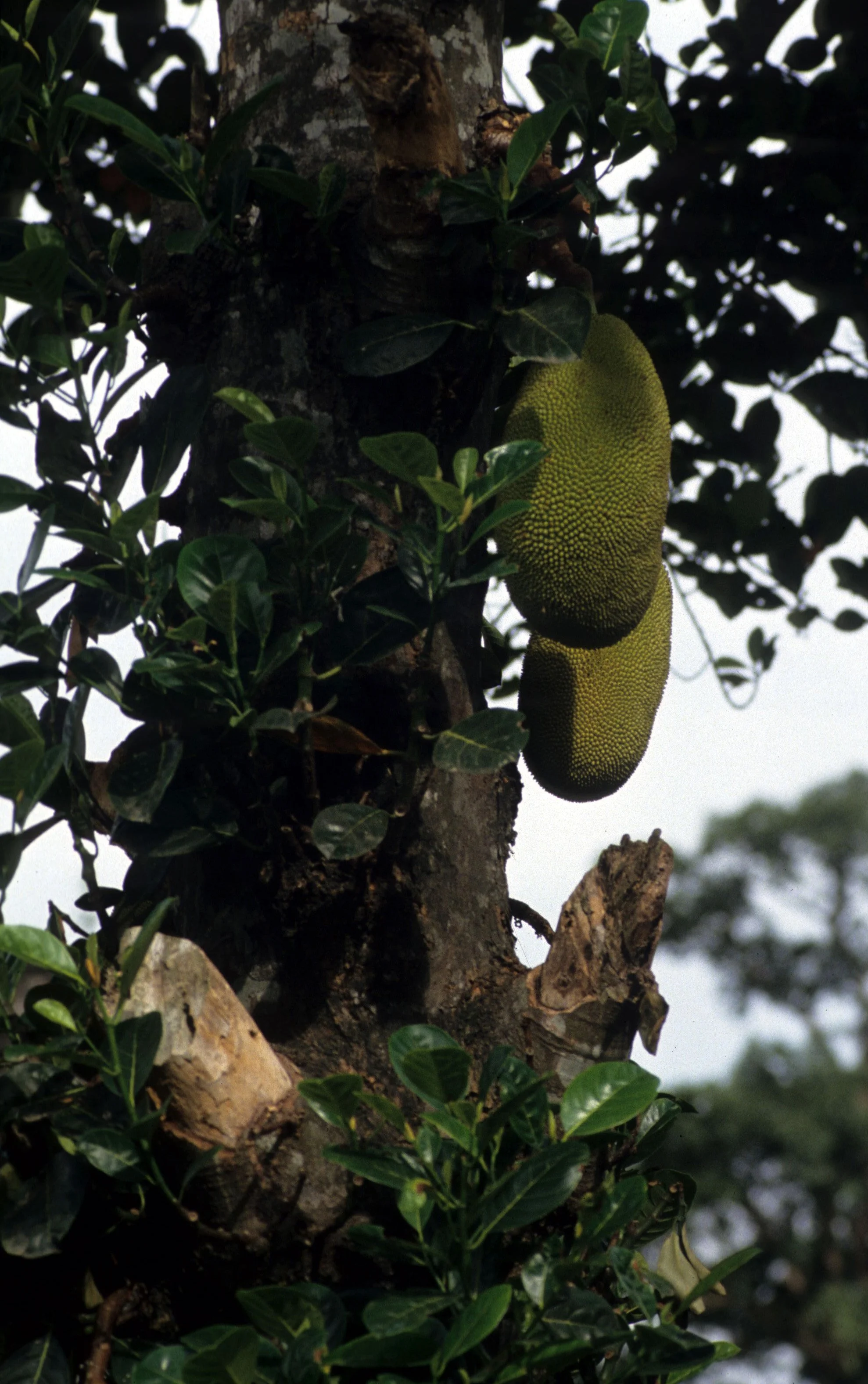 HUE - JACKFRUIT.jpg