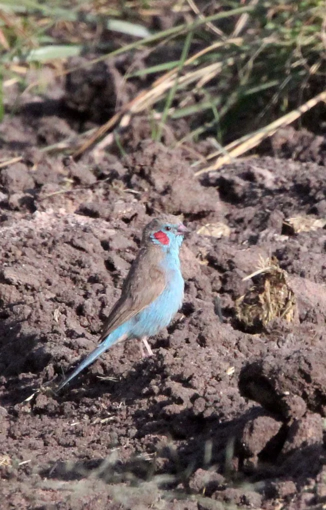 Red-cheeked Cordon-bleu (Uraeginthus bengalus) Masai Mara NP Kenya (3).JPG