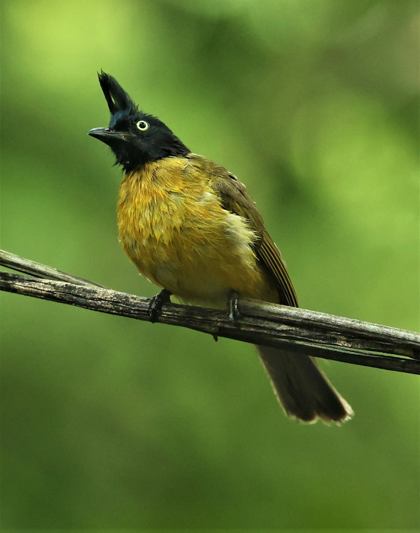 BULBUL - BLACK CRESTED BULBUL - Pycnonotus melanicterus - WAT THAM PRATHUM CHONBURI March 2022 (1).jpg