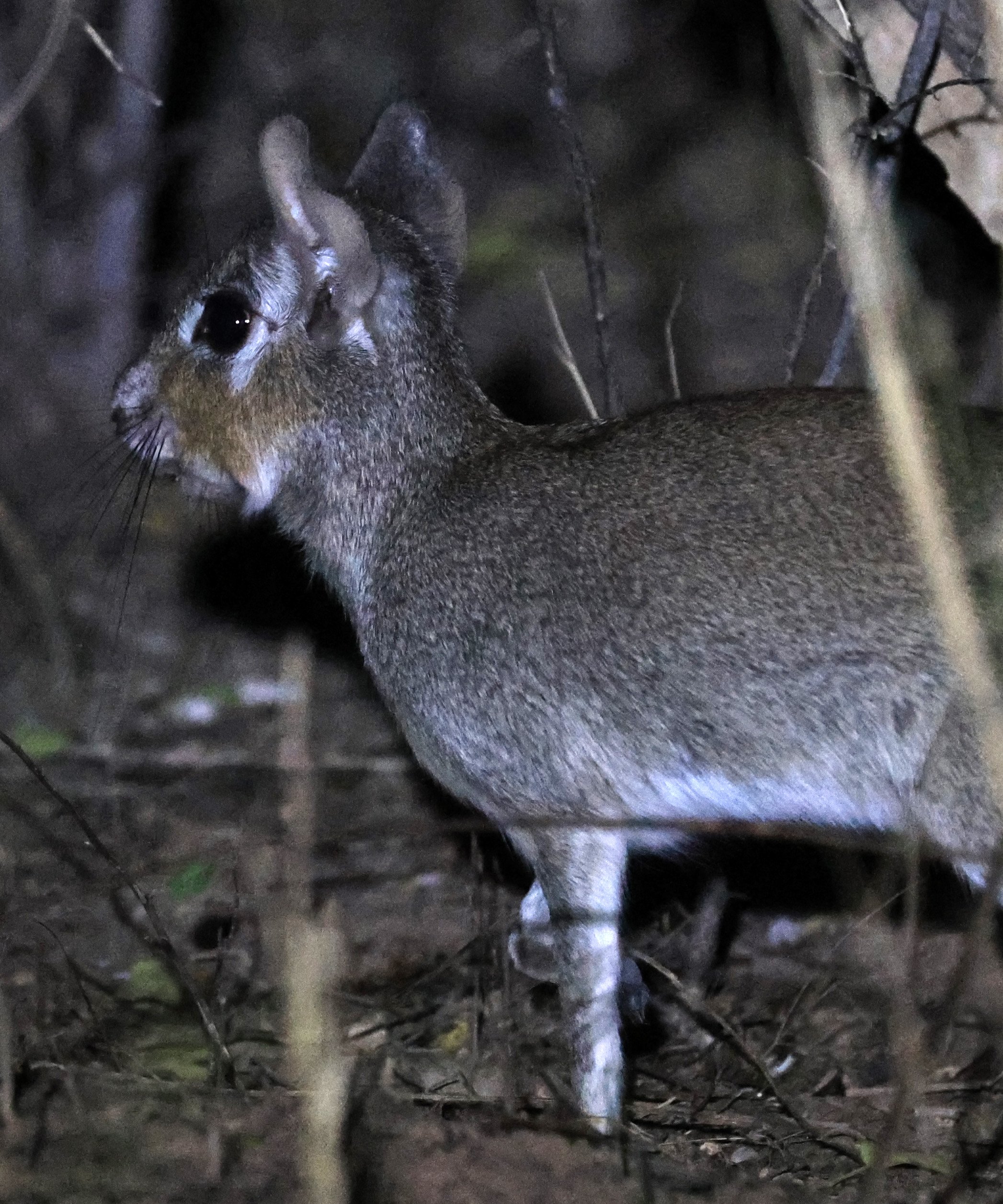 Chacoan Mara (Pediolagus salinicola) Agua Dulce Paraguay (10).jpg