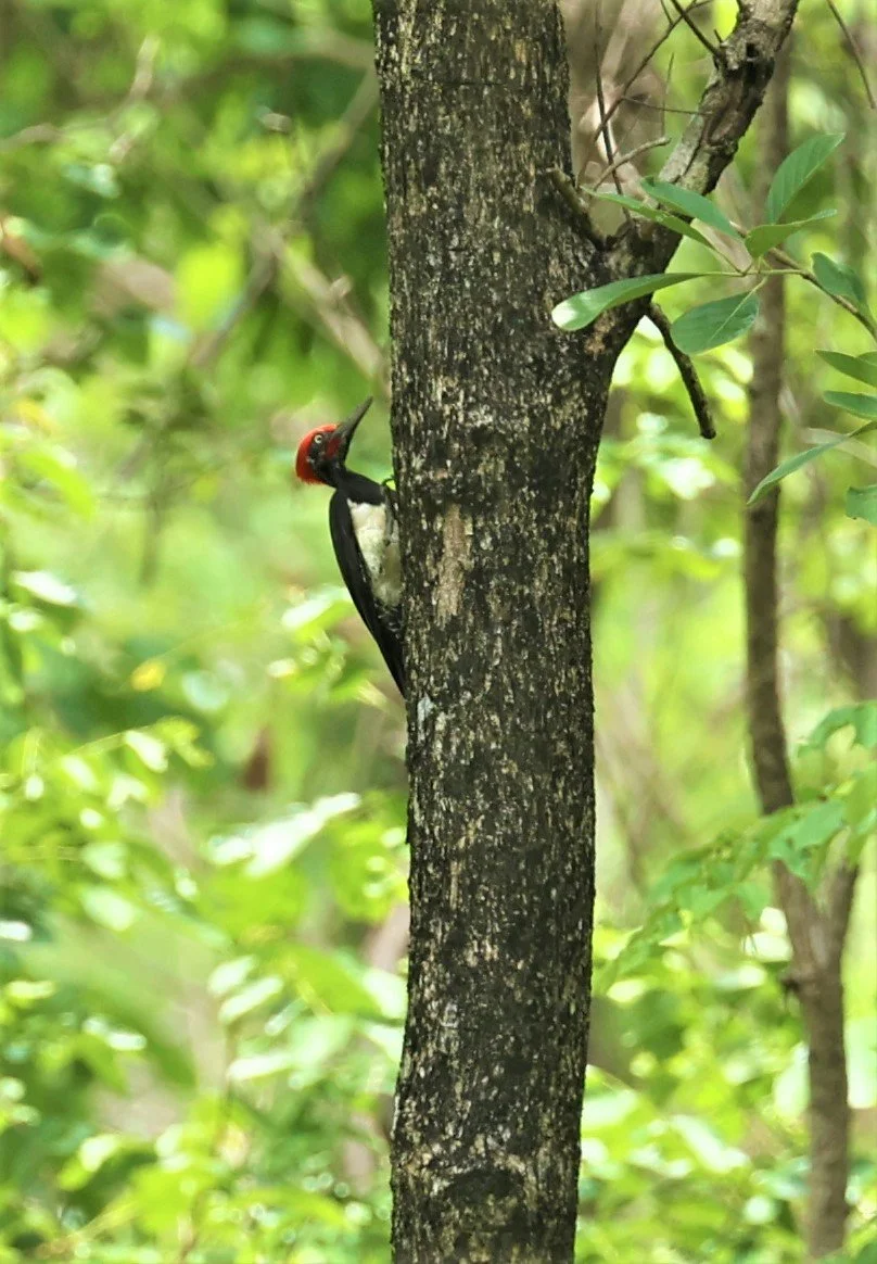 WOODPECKER - WHITE-BELLIED WOODPECKER - Dryocopus javensis - HUAI KHA KHAENG WILDLIFE SANCTUARY MAY 1 2022 (3).jpg