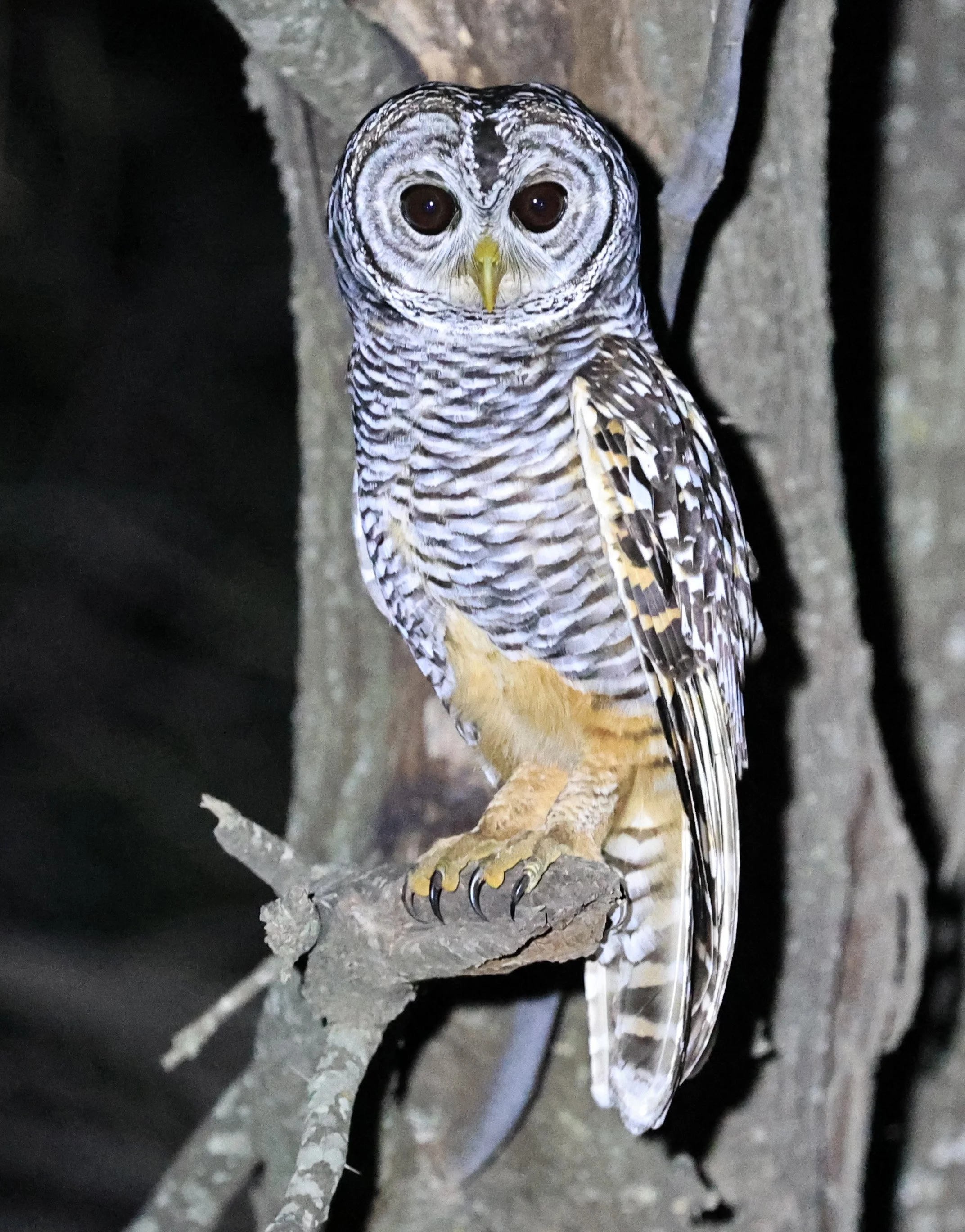 Chaco Owl (Strix chacoensis) Estancia Campo'í Paraguay (50).jpg