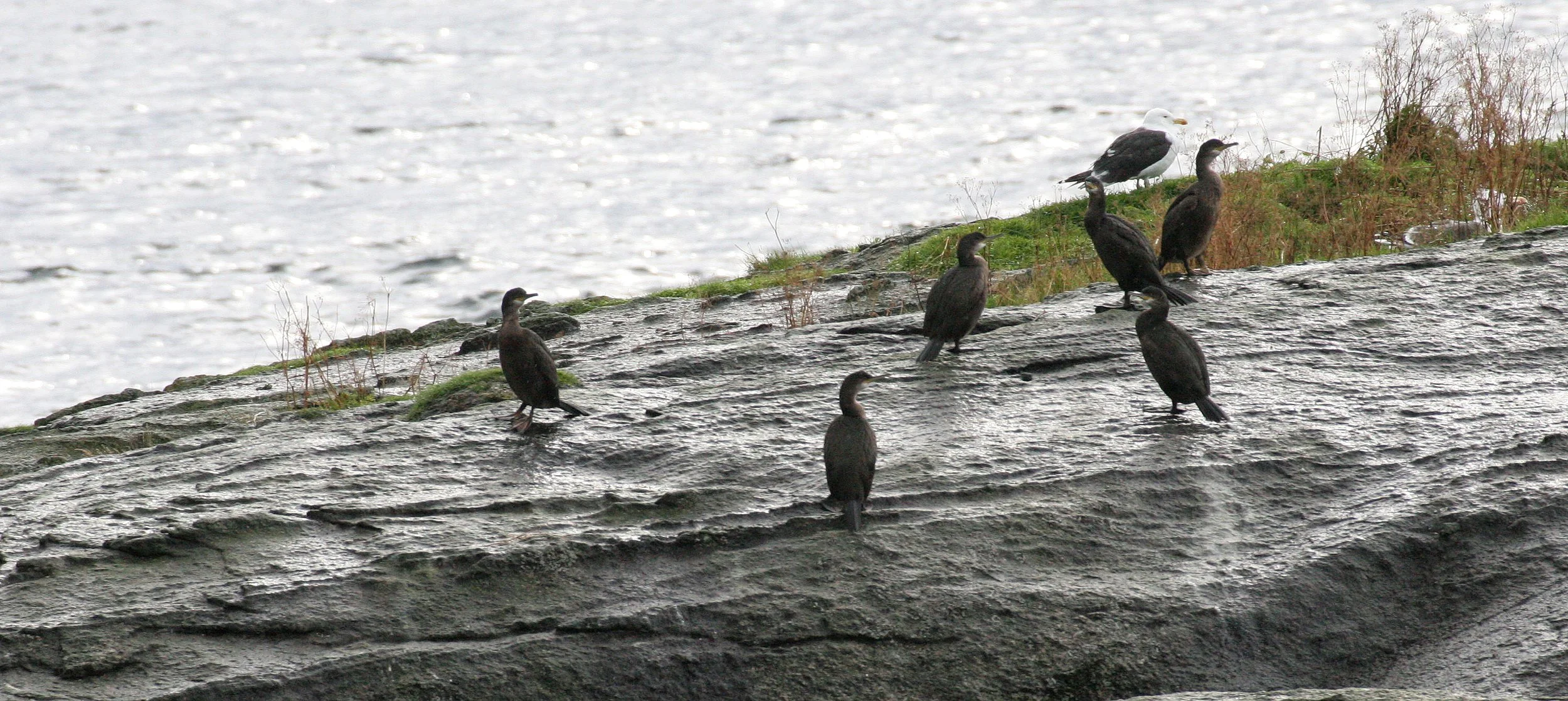 Gulosus aristotelis - European Shag - Tromso Norway (11).jpg