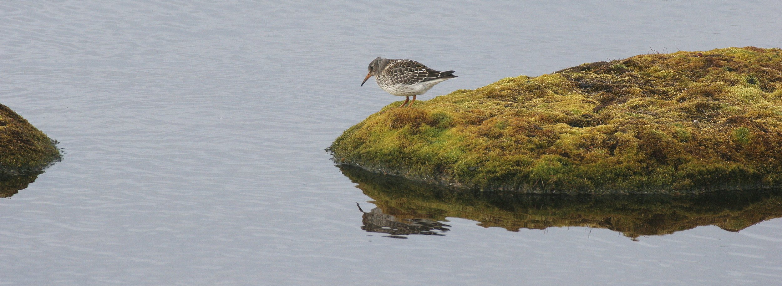 BIRD - SANDPIPER - PURPLE SANDPIPER - SVALBARD (5).jpg