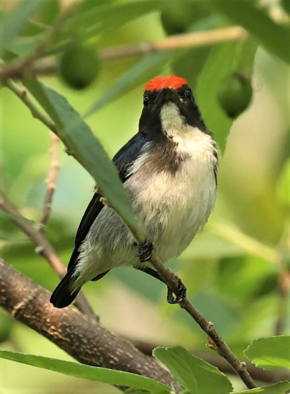 FLOWERPECKER - SCARLET-BACKED FLOWERPECKER - Dicaeum cruentatum - KRUNG CHING, KHAO LUANG NP NST, APRIL 2022 (2).jpg