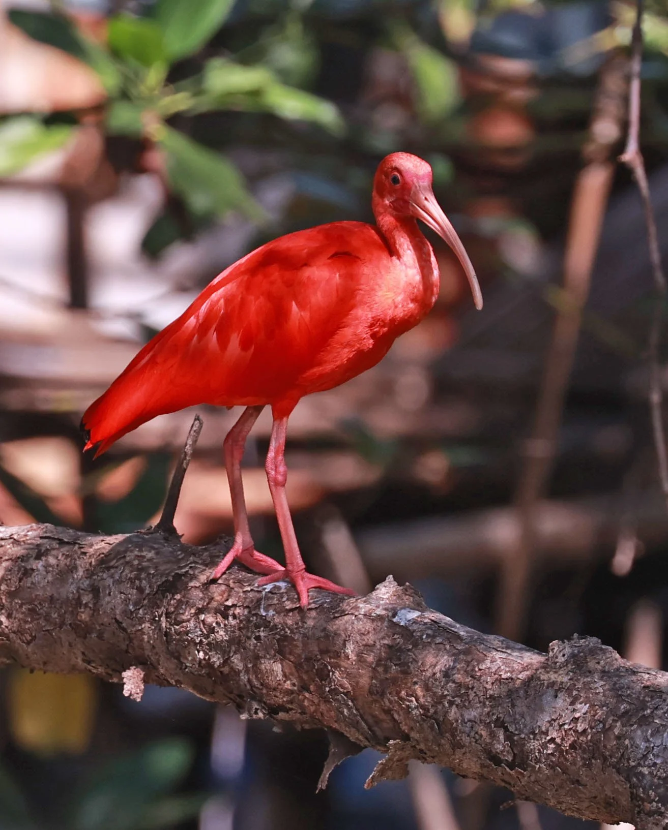 Ibis - Scarlet Ibis - Eudocimus ruber - 29 Songkaow Cafe, Chachoengsao Thailand (126).jpg