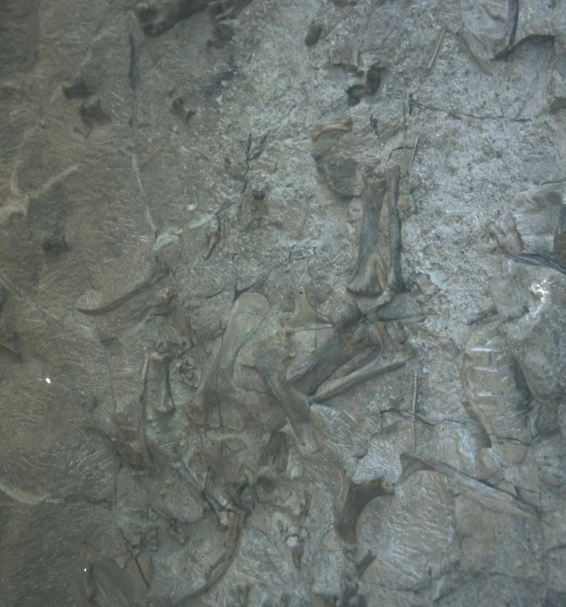 UTAH - DINOSAUR NM - BONES  (7).jpg