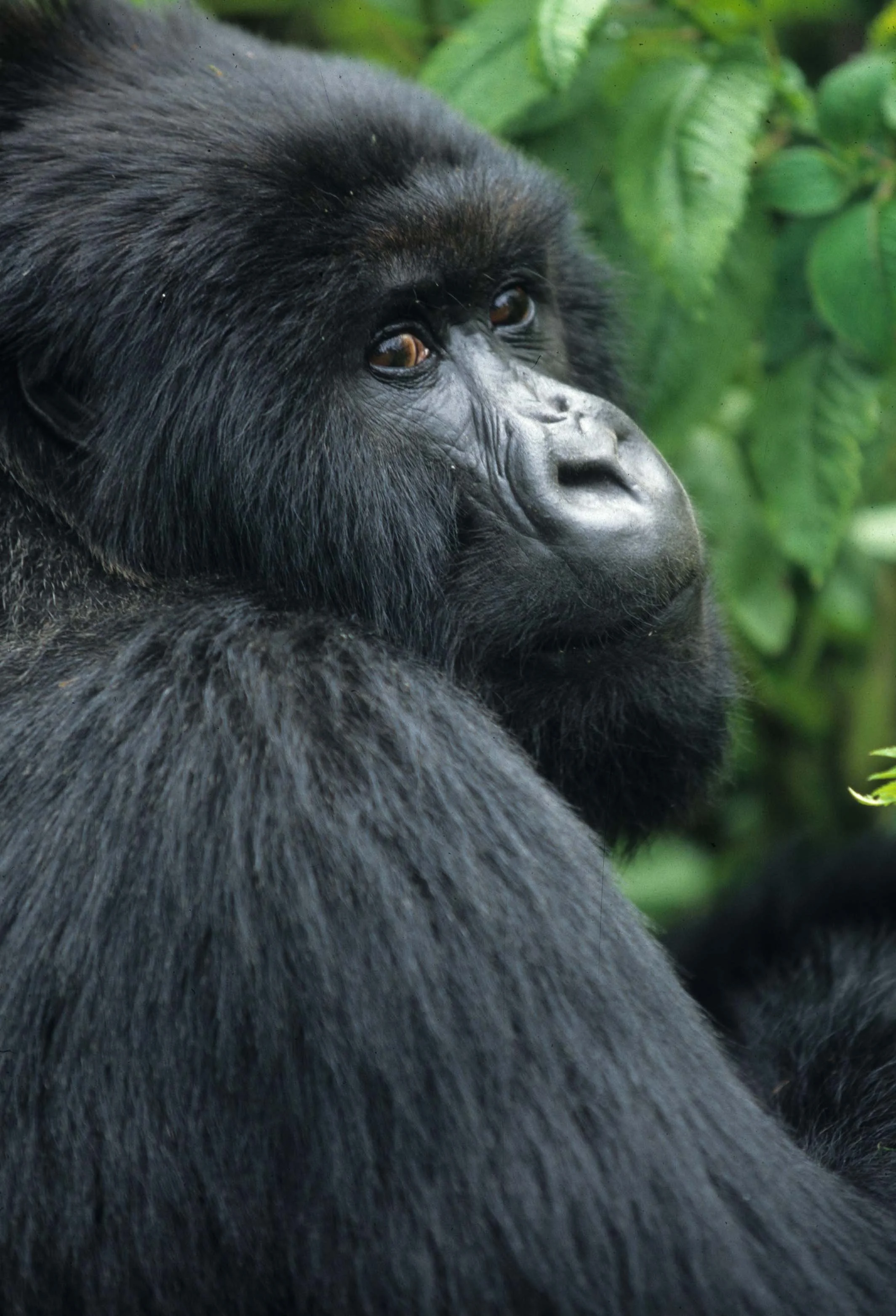 PRIMATE - GORILLA-RWANDA PARC DU VULCANS (28).jpg