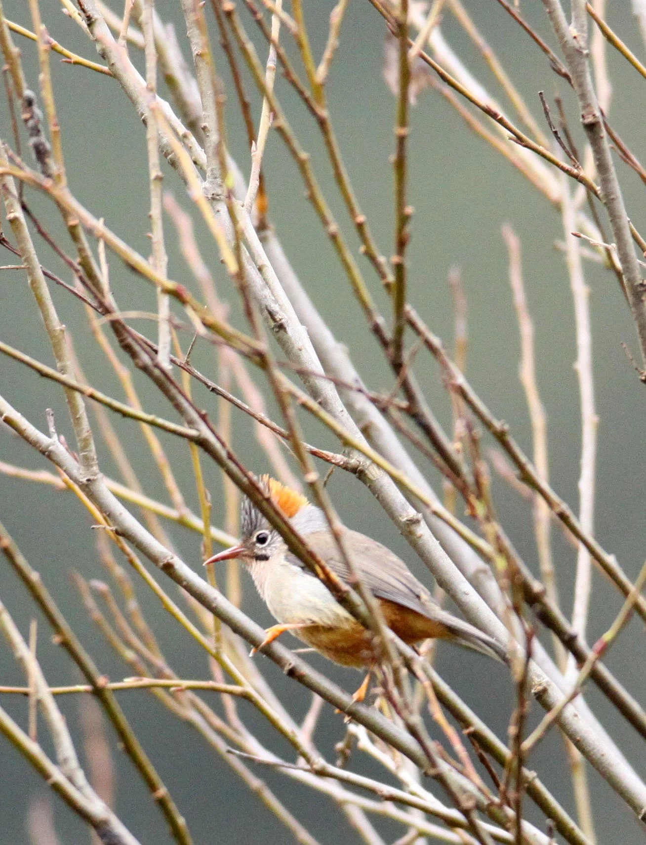 Rufous-vented Yuhina (Yuhina occipitalis) Wuliangshan Reserve, Yunnan China (1).JPG