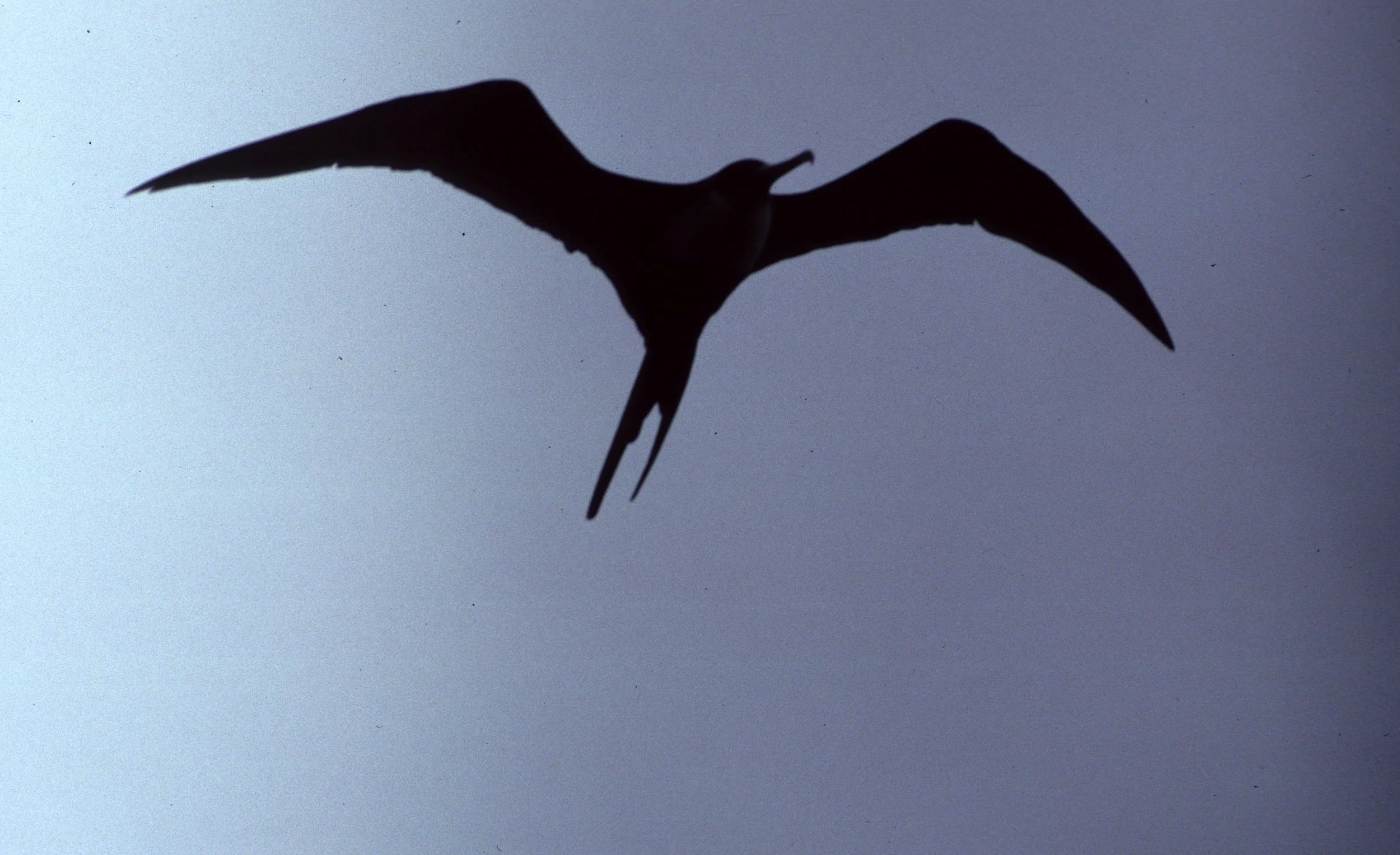 BIRD - GREAT FRIGATEBIRD - FREGATA MINOR.jpg