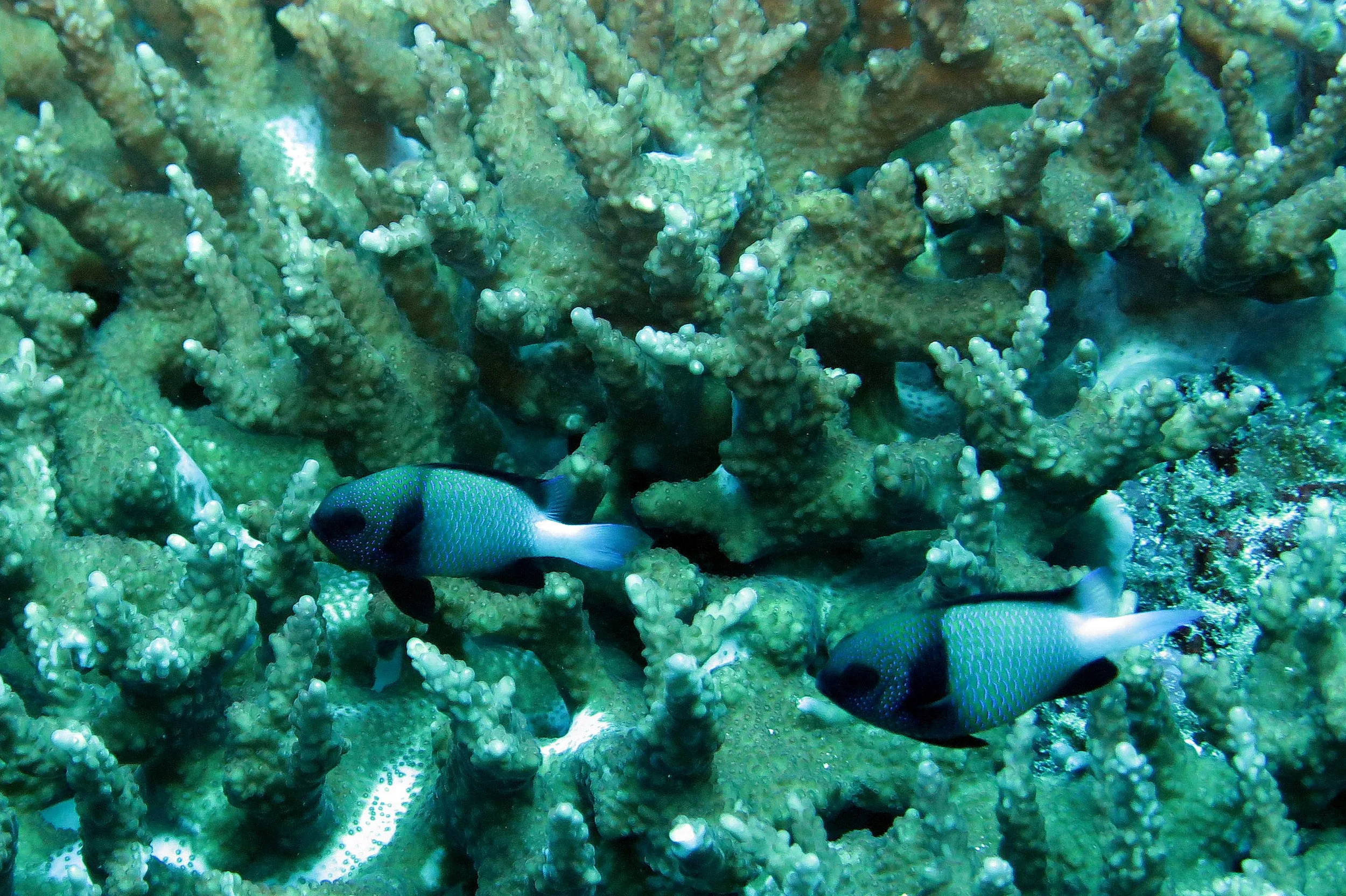 Pomacentridae - Dascyllus carneus - Cloudy Dascyllus - Similan Islands, Thailand (6).JPG