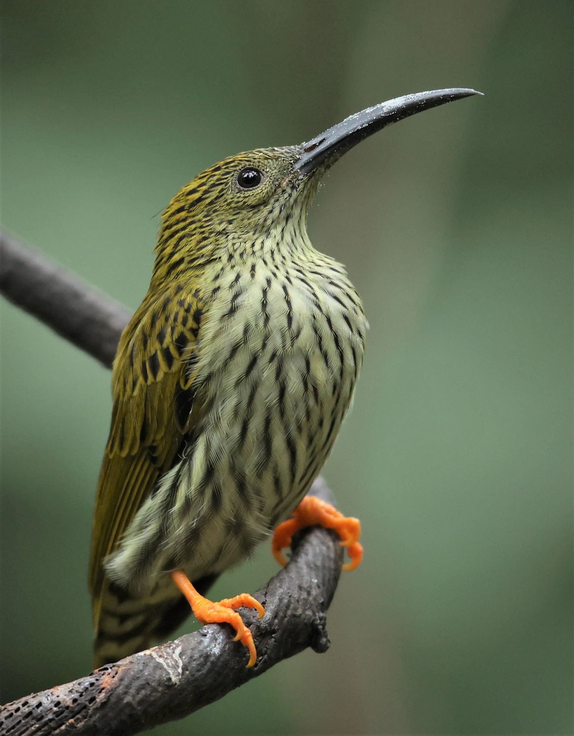 SPIDERHUNTER - STREAKED SPIDERHUNTER - Arachnothera magma - DOI INTHANON NP CHIANG MAI, DEC 2021 (4).JPG