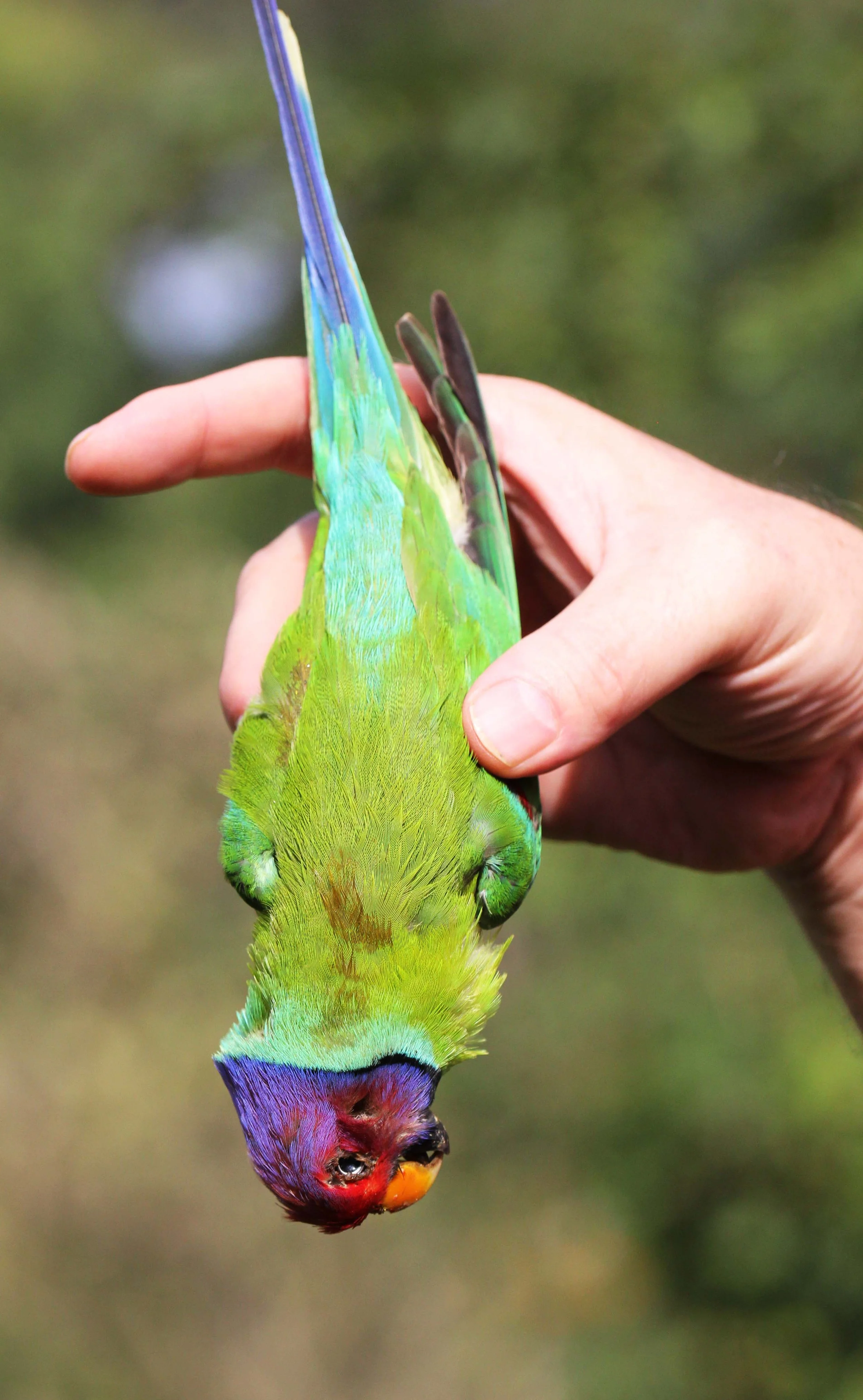 BIRD - PARAKEET - PLUM-HEADED PARAKEET - TOP SLIP NATIONAL PARK TAMIL NADU INDIA - PHOTO BY SOM SMITH (2).JPG