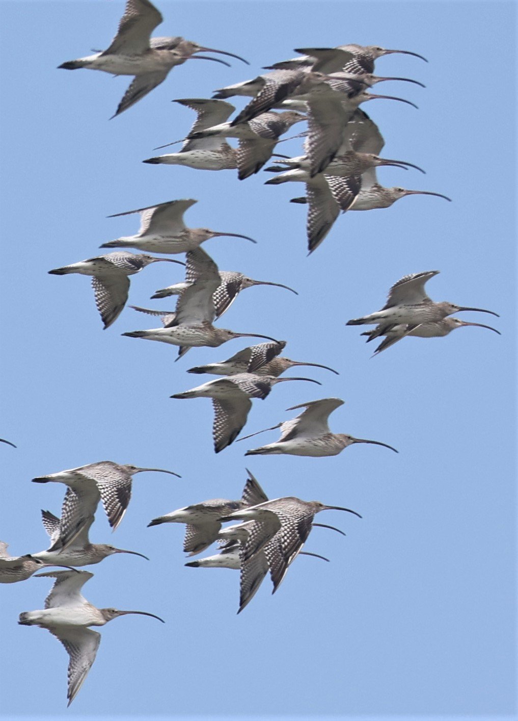 CURLEW - EURASIAN CURLEW - Numenius arquata - PAK THALE 16 & 19 OCTOBER 2021 (7).jpg