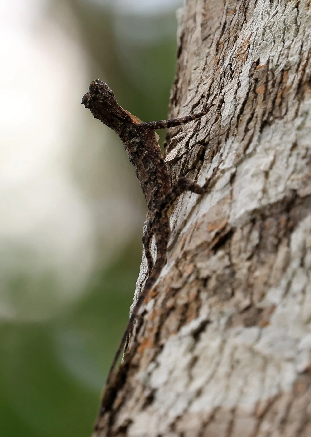 Spotted Flying Dragon (Draco sp. (maculatus?)) Khao Yai National Park Feb 2026