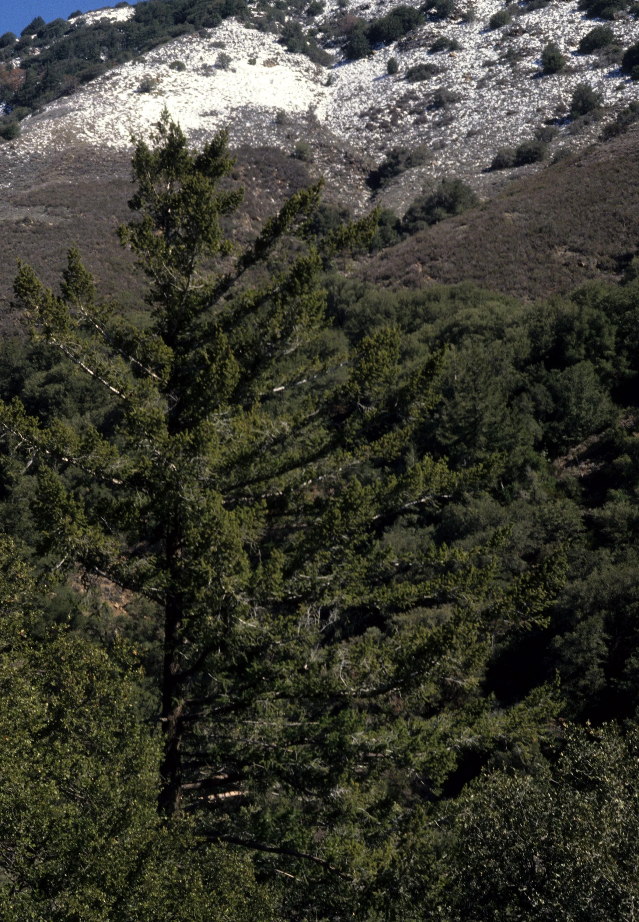 CALIFORNIA - SIERRA - JUNIPERUS UTAHENSIS - UTAH JUNIPER - EAST SIDE A.jpg