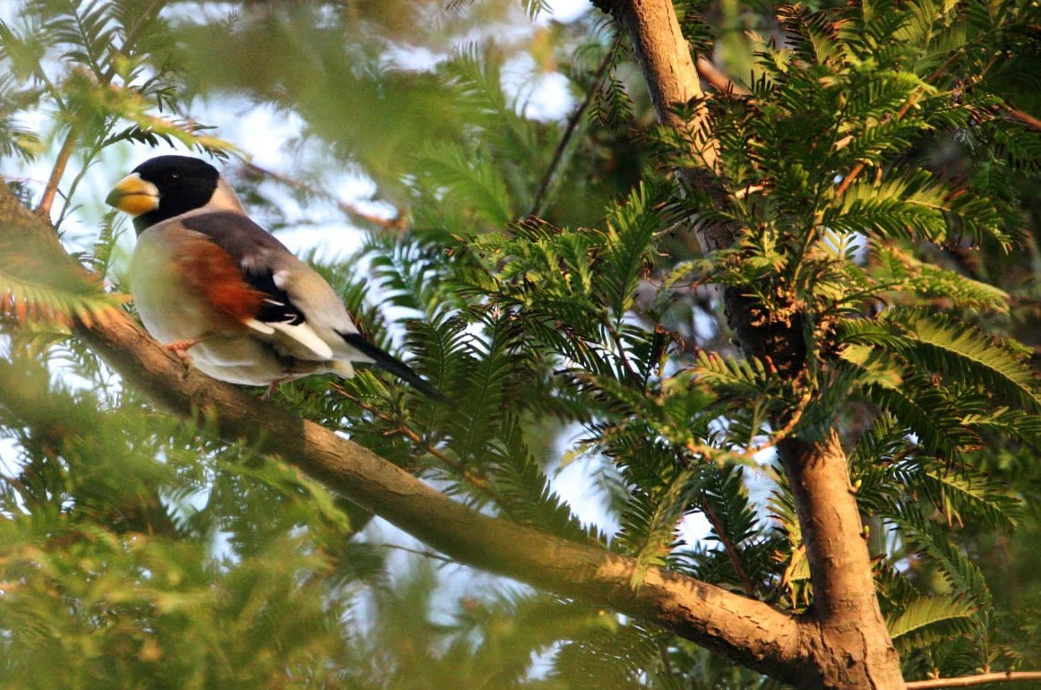 Chinese Grosbeak (Eophona migratoria) Nankou Rudong China (7).JPG
