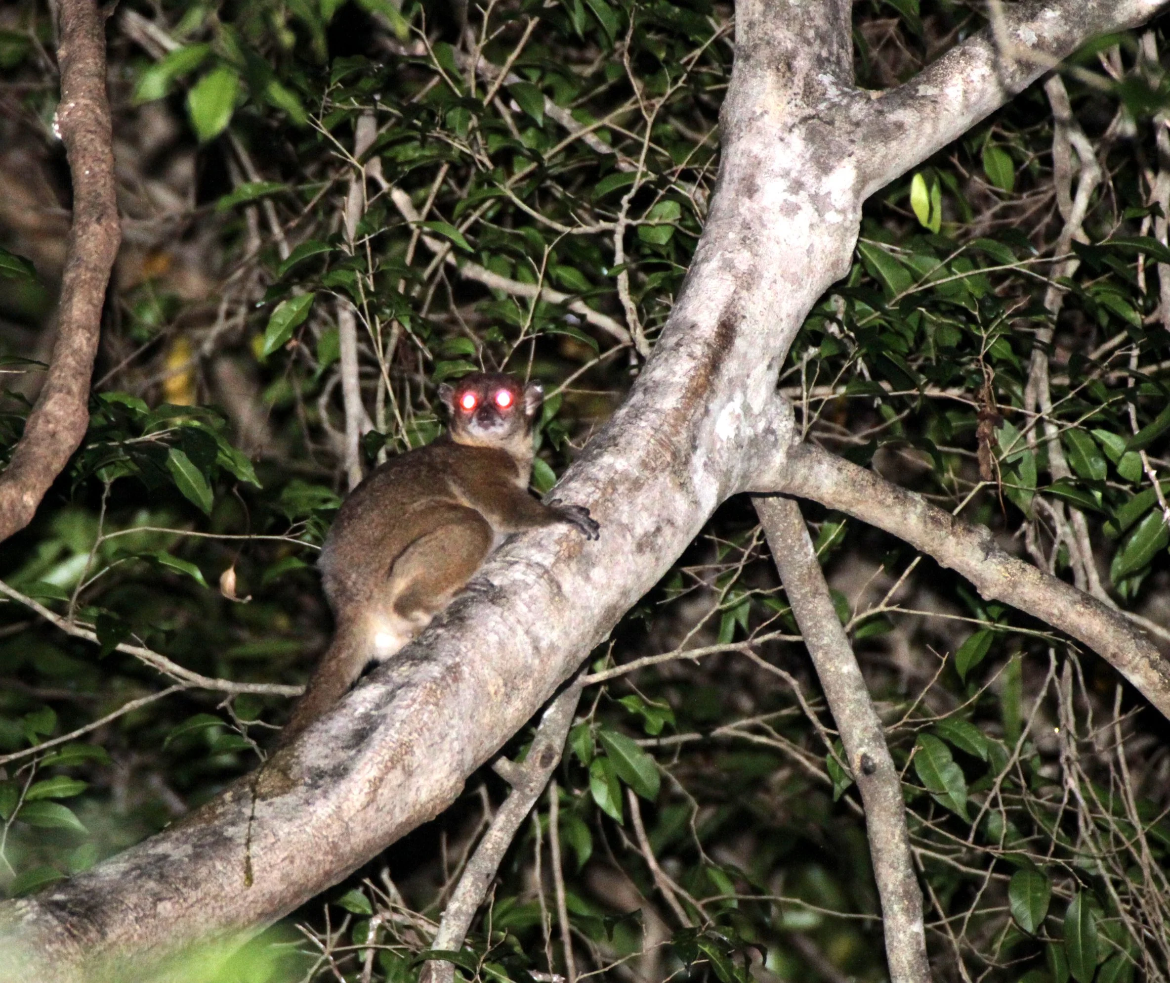LEPILEMURIDAE - Lepilemur ankaranensis - ANKARANA NATIONAL PARK MADAGASCAR (130).JPG