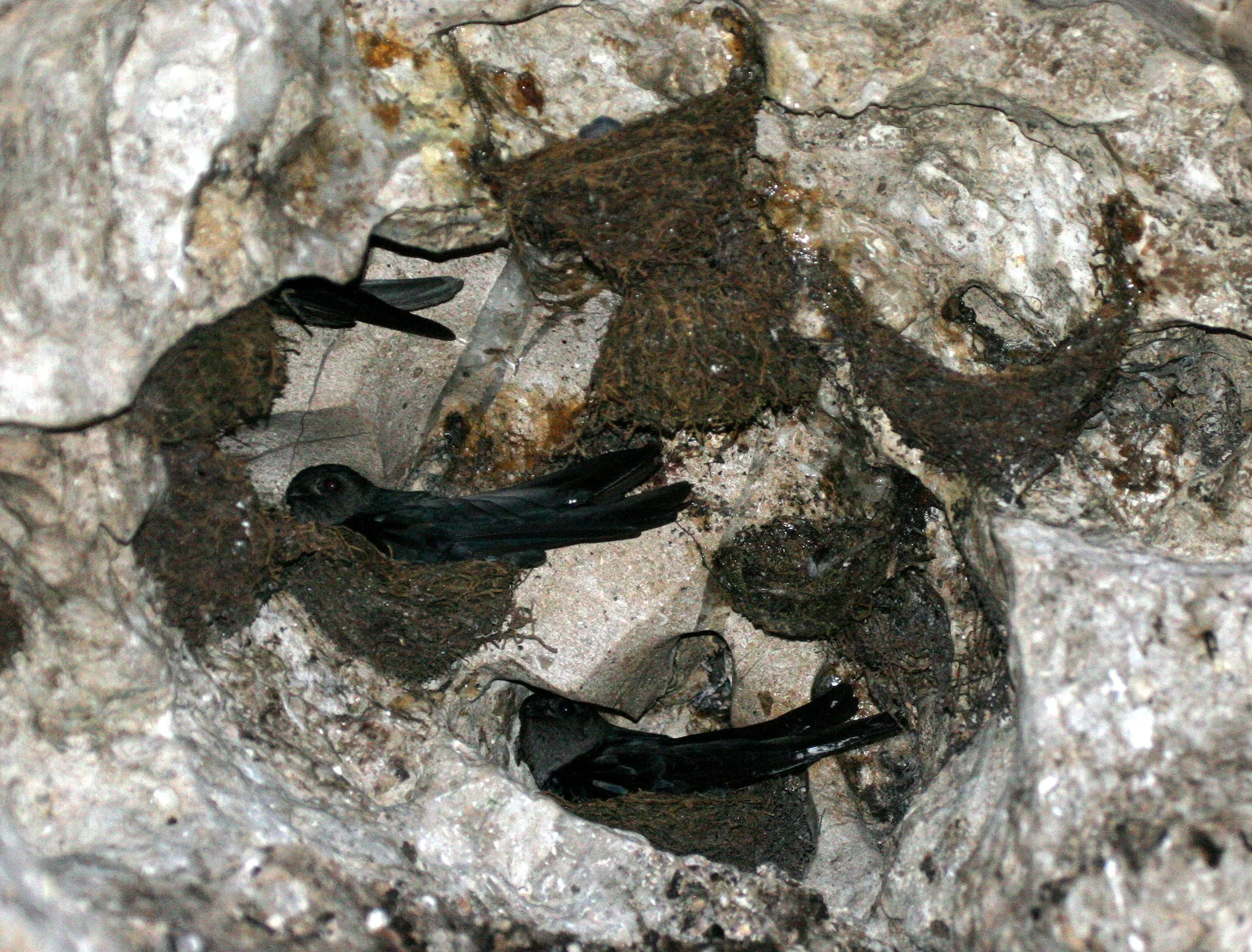 Black-nest Swiftlet (Collocalia maxima) Gamontong Caves Borneo (7).JPG