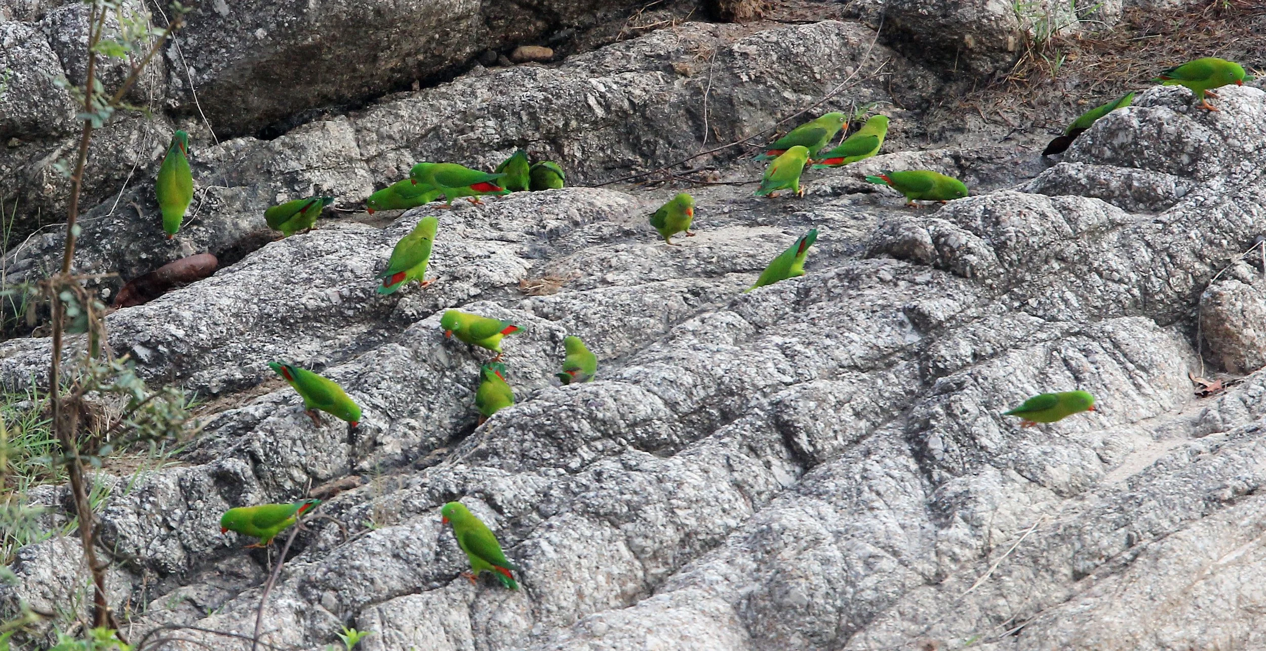 BIRD - PARROT - VERNAL HANGING PARROT - KHAO BAN DAI - HUAI KHA KHAENG NATURE RESERVE - THAILAND (3).JPG