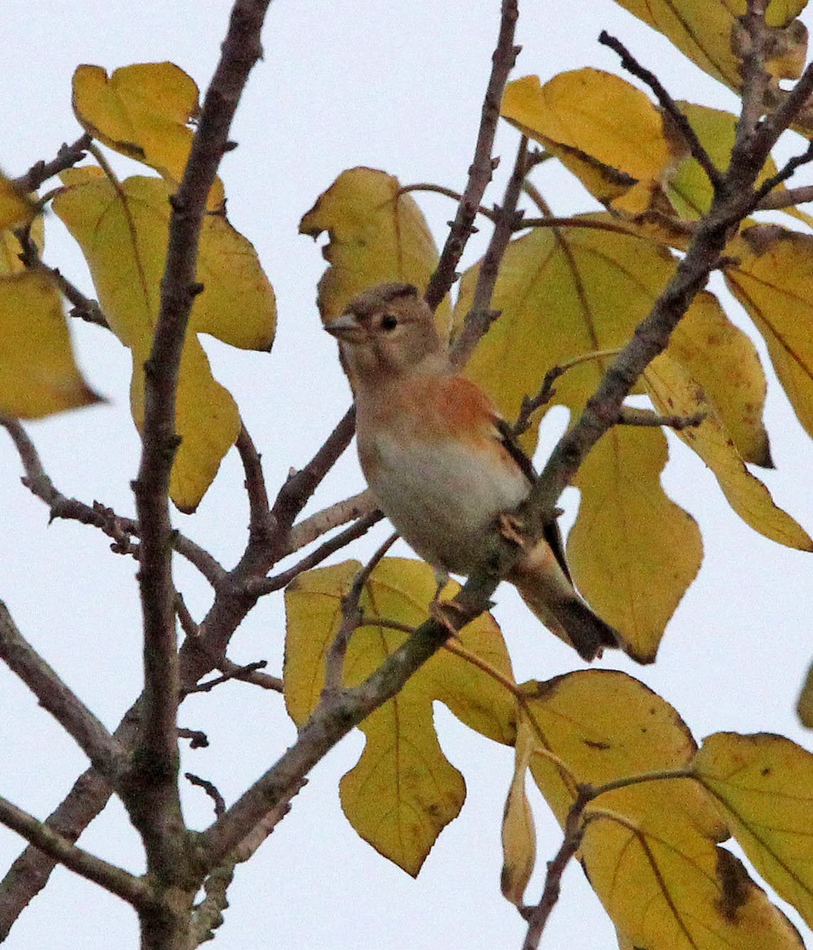 Brambling (Fringilla montifringilla) Poyang Lake, Jiangxi Province, China (1).JPG