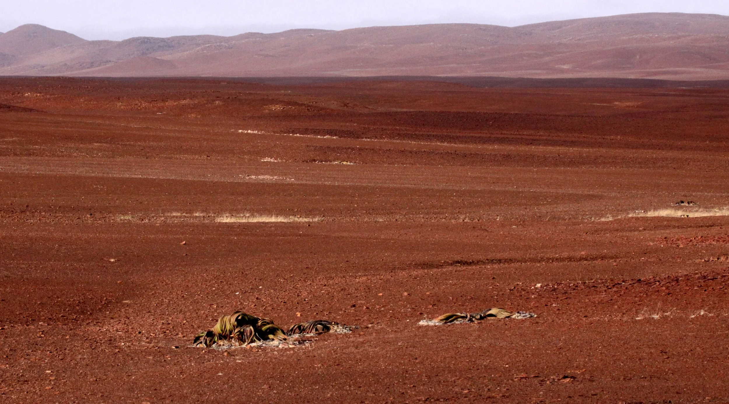 NAMIBIA - SKELETON COAST NATIONAL PARK - WELWITSCHIA SPECIES (4).JPG