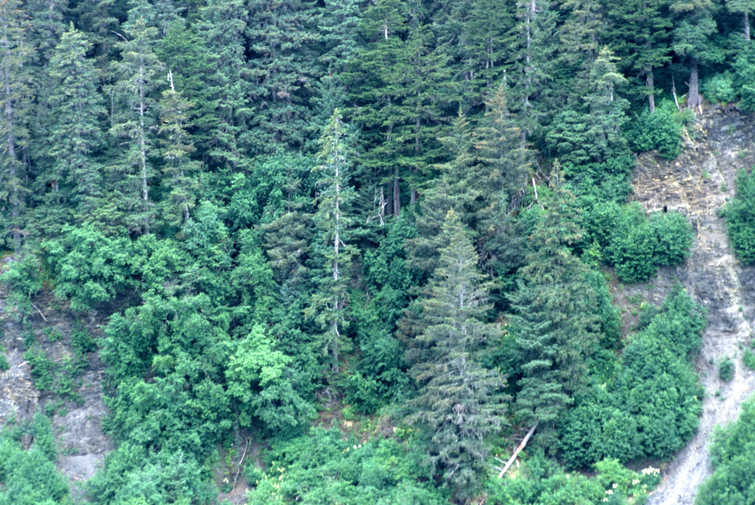 CALIFORNIA - SIERRA NEVADA - CONIFER FOREST SCENE.jpg