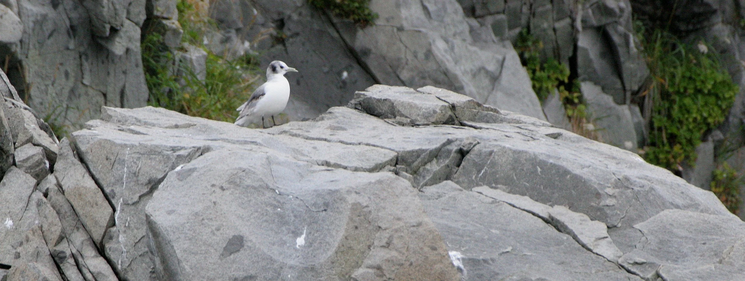 BIRD - KITTIWAKE - BLACK-LEGGED KITTIWAKE - OFF KAMCHATKA COAST (10).jpg