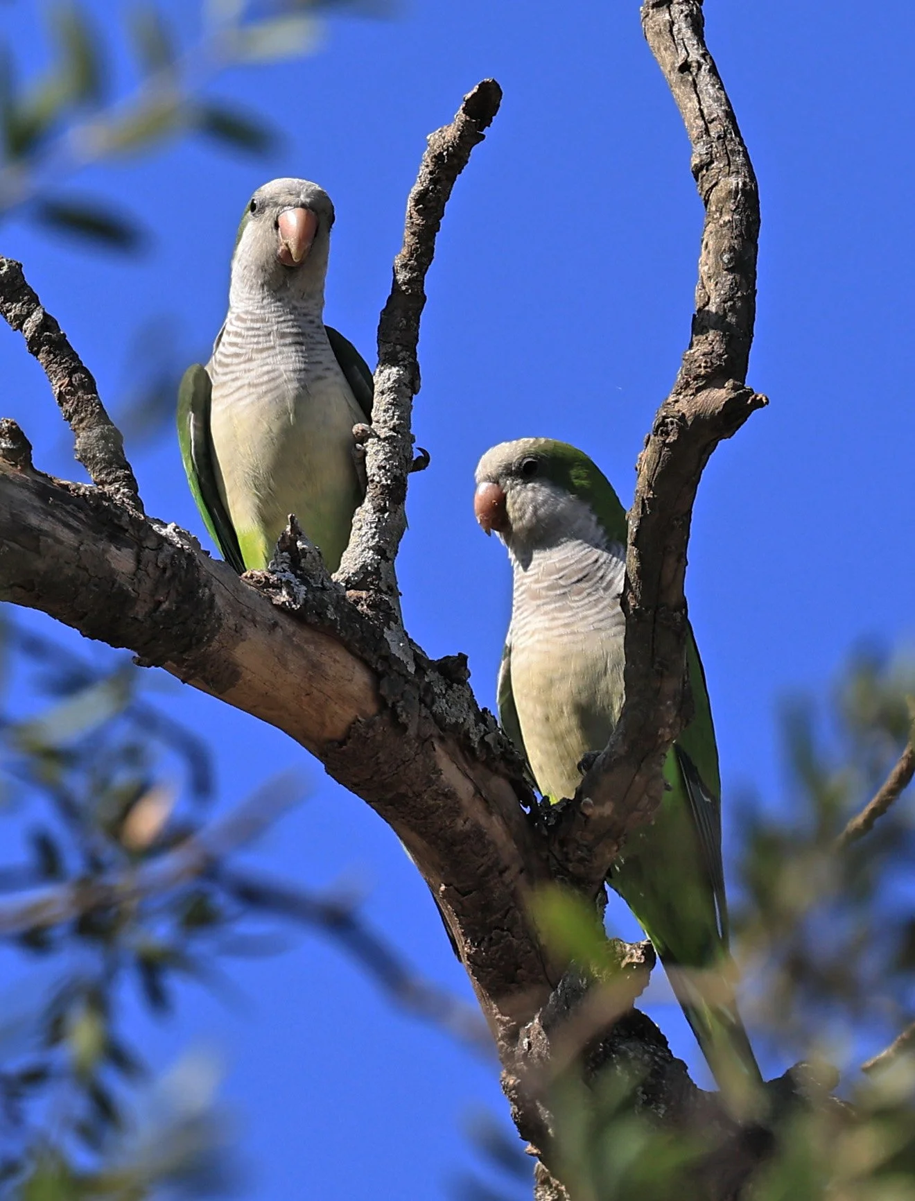 Monk Parakeet (Myiopsitta monachus) Agua Dulce Paraguay (6).jpg