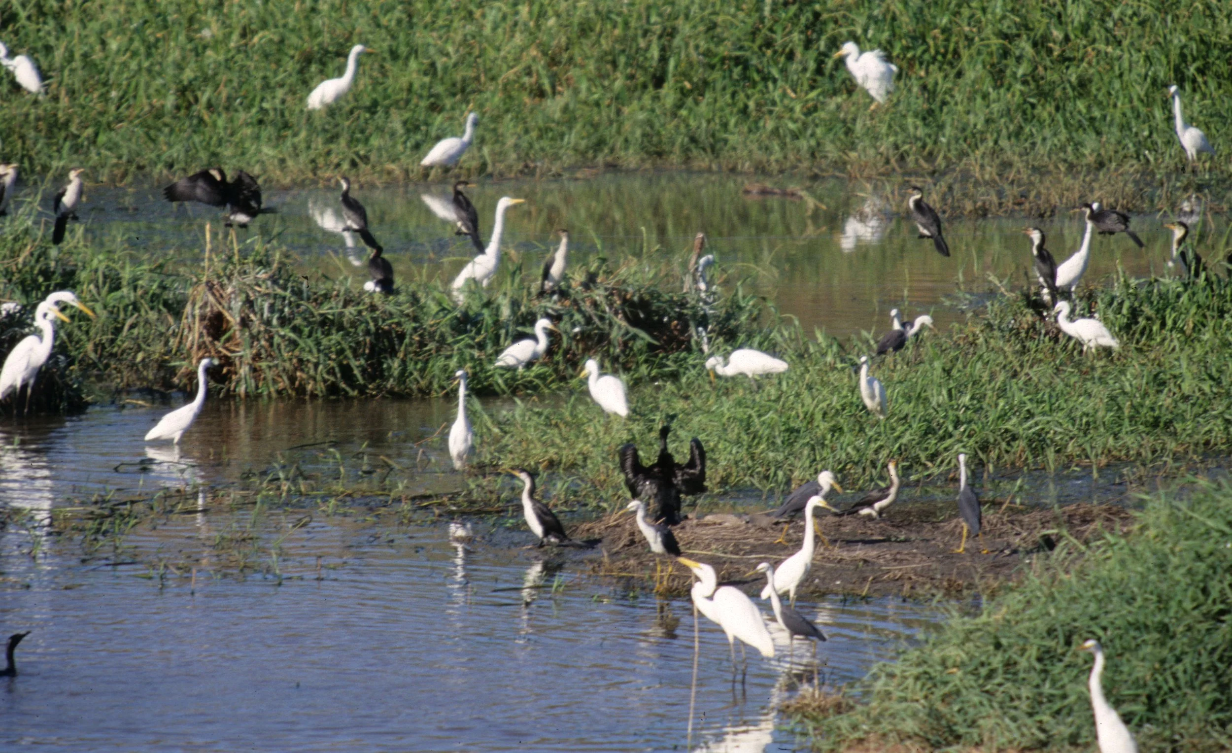 BIRD - MIXED FLOCK IN KAKADU - GREAT EGRETS -  MAGPIE GEESE ETC A.jpg