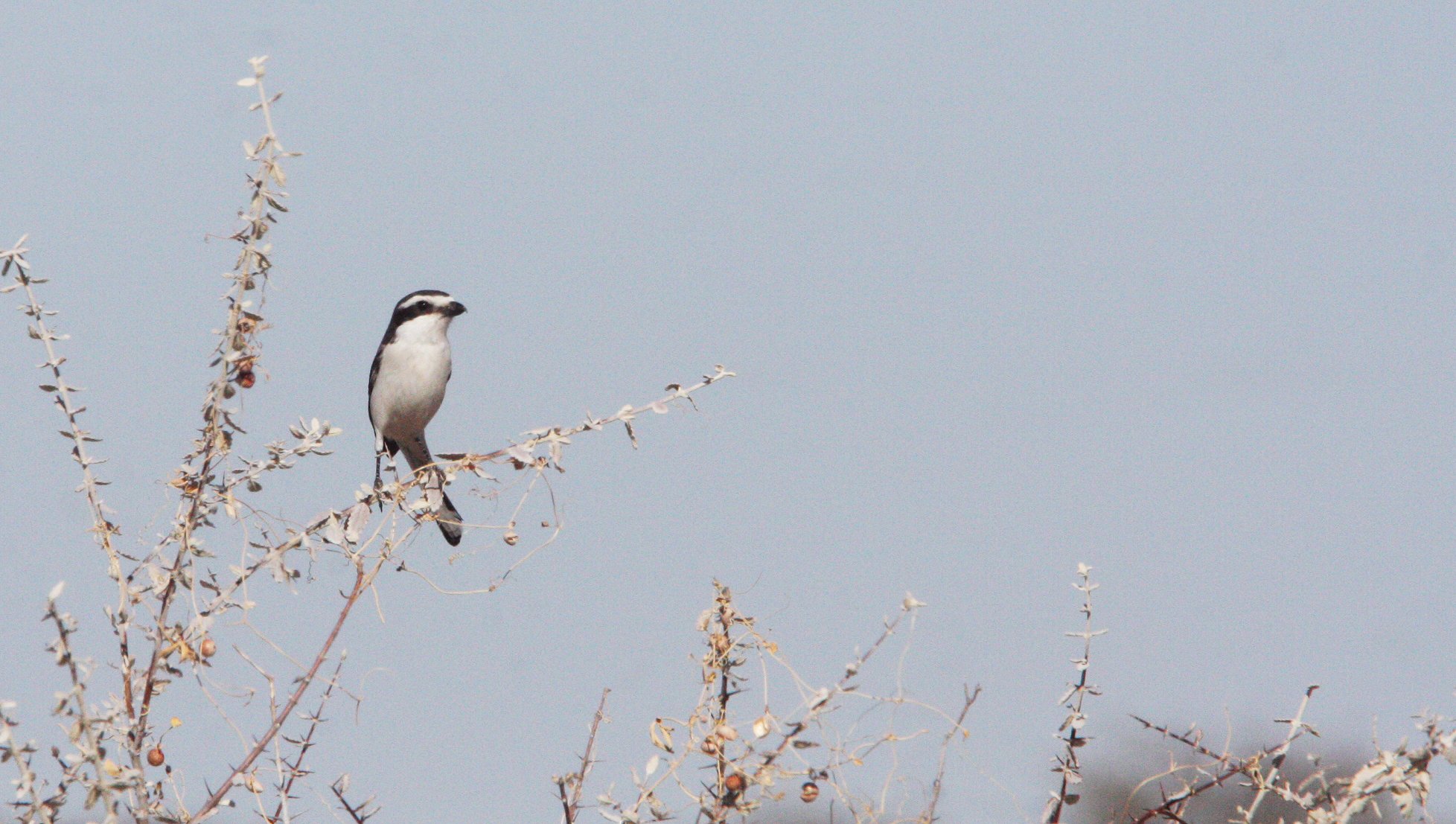 Common Fiscal Shrike (Lanius collaris) Etosha NP Namibia (2).JPG