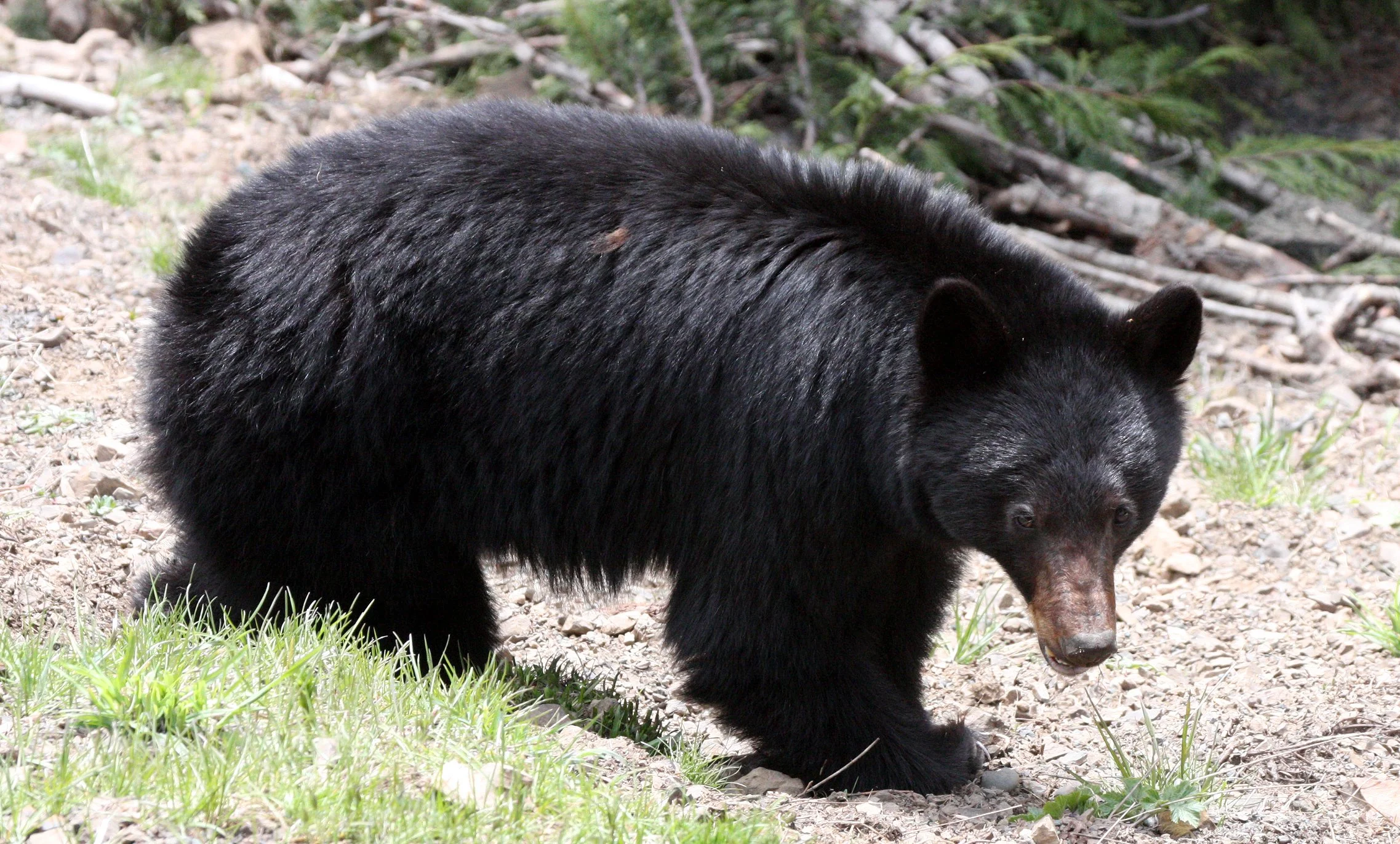 URSID - BEAR - AMERICAN BLACK BEAR - NORTHWESTERN SUBSPECIES - HURRICANE RIDGE ROAD WASHINGTON (15).JPG