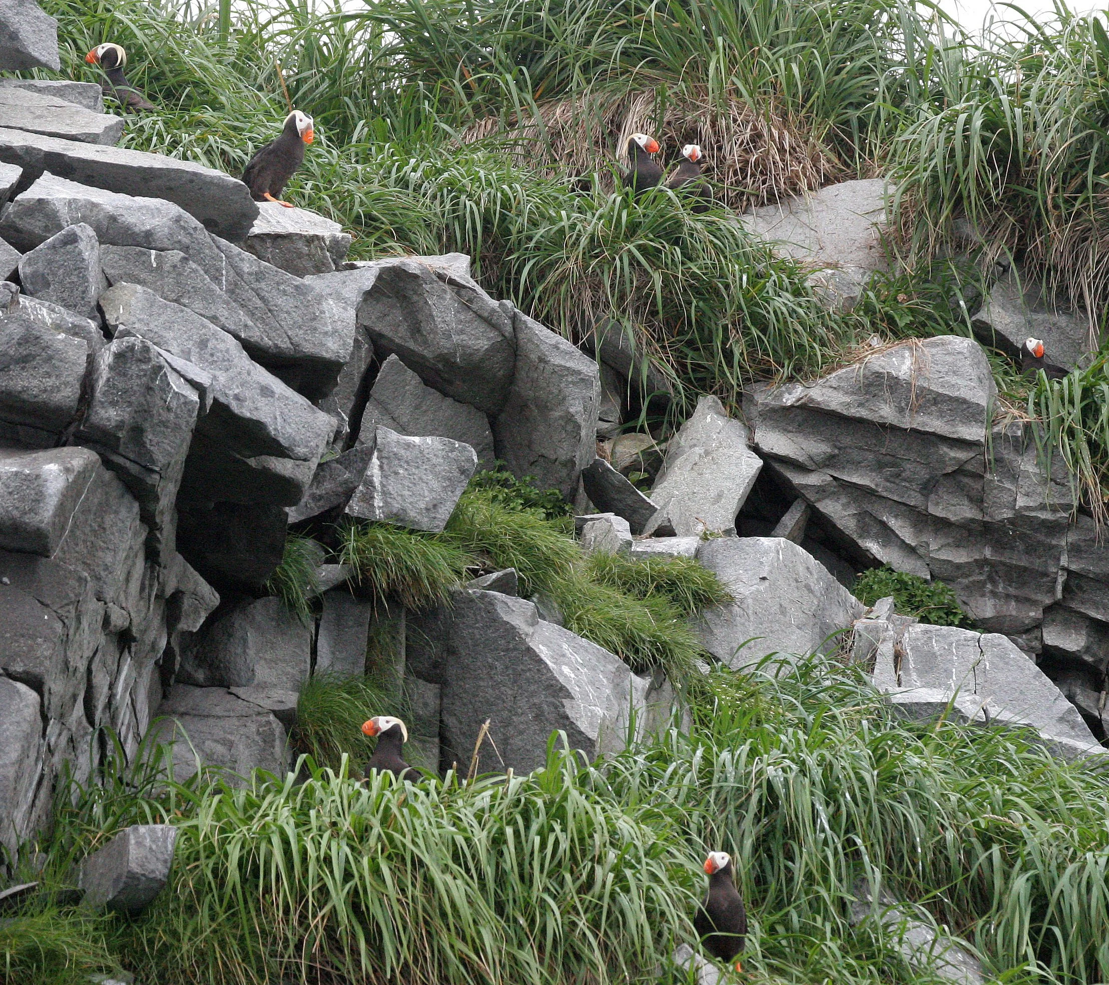 Fratercula cirrhata - TUFTED PUFFIN - COAST OF KAMCHATKA (78).jpg