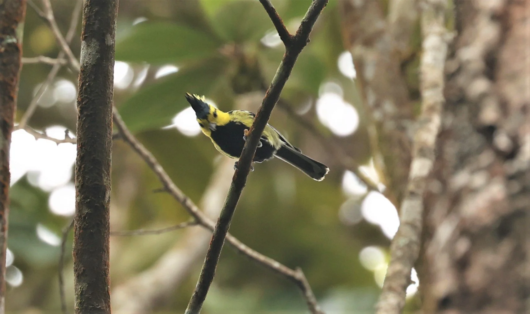 Yellow-cheeked Tit (Machlolophus spilonotus) Doi Inthanon NP, Thailand (7).jpg