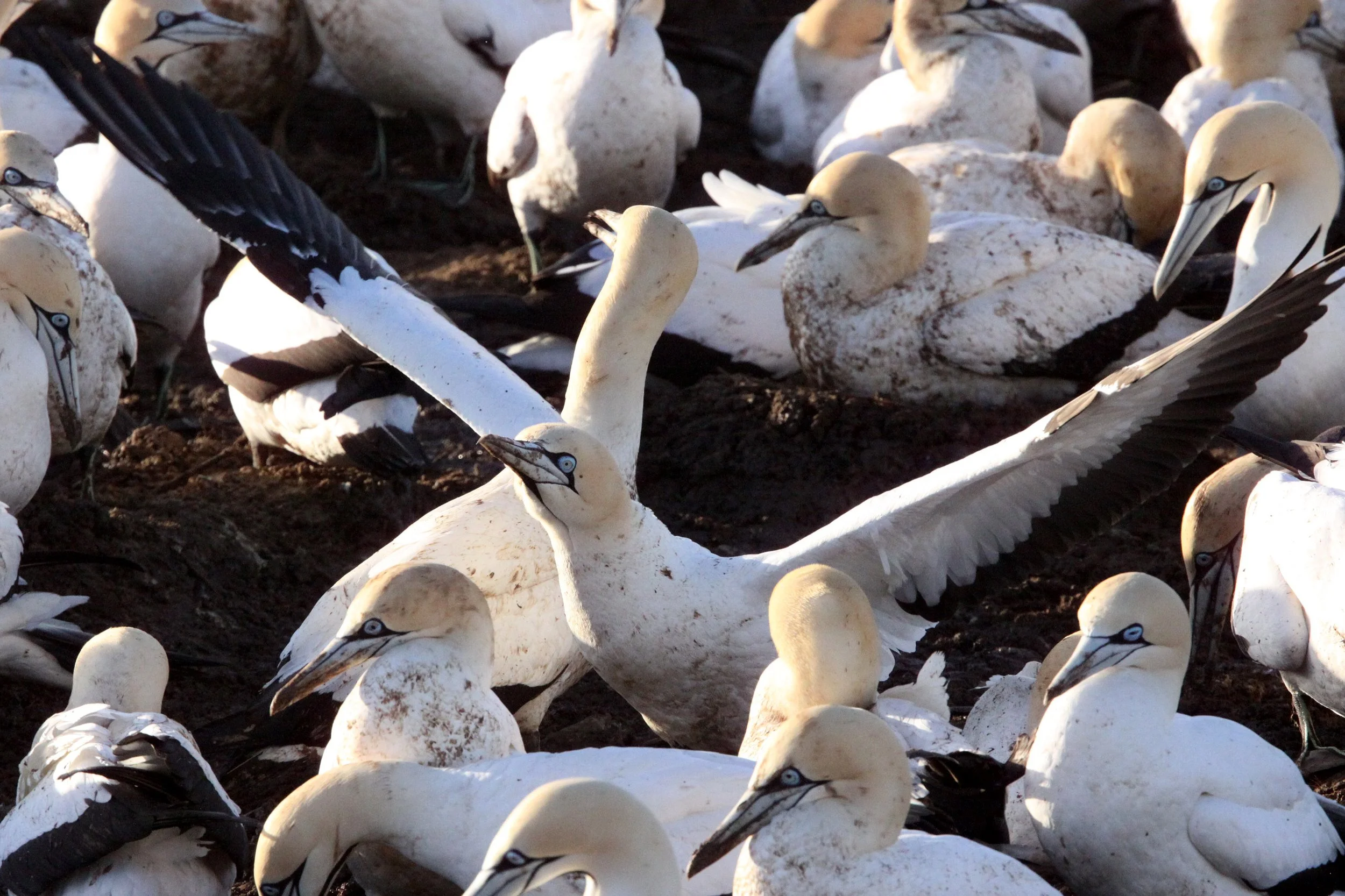 Cape gannet (Morus capensis) Lambert's Bay South Africa (2).JPG