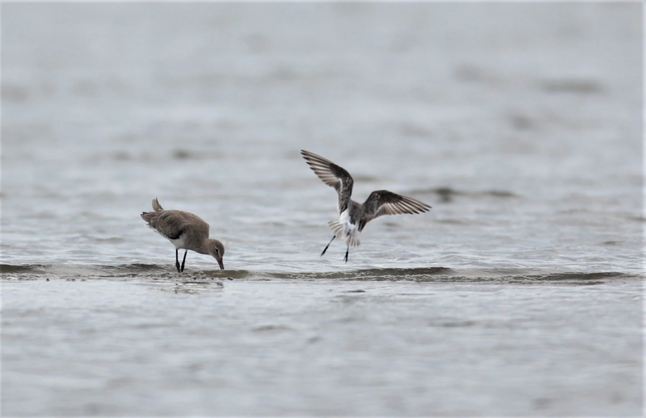 GODWIT - BLACK-TAILED GODWITS - Limosa limosa - WITH CURLEW SANDPIPER - BANG PAKONG SALT PANS CHACHOENGSAO WEST OF RIVER (6).jpg