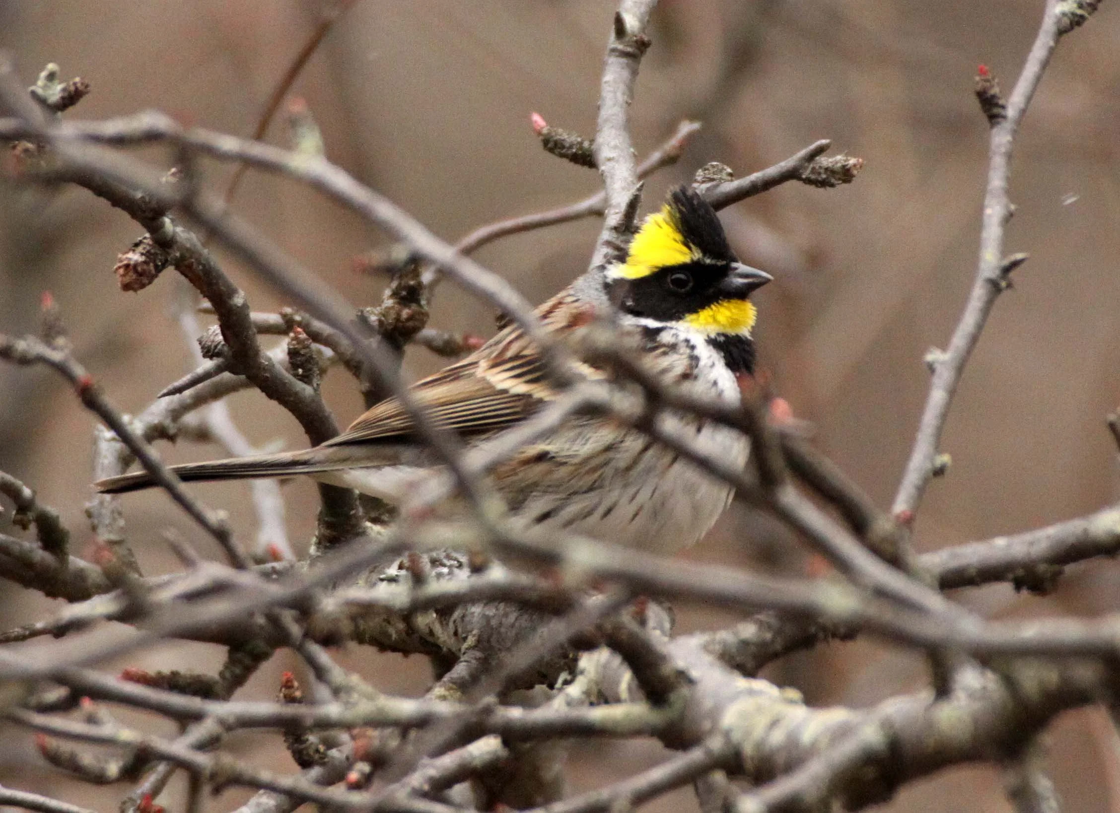 Yellow-throated Bunting (Emberiza elegans) Foping Nature Reserve Shanxi China (7).JPG