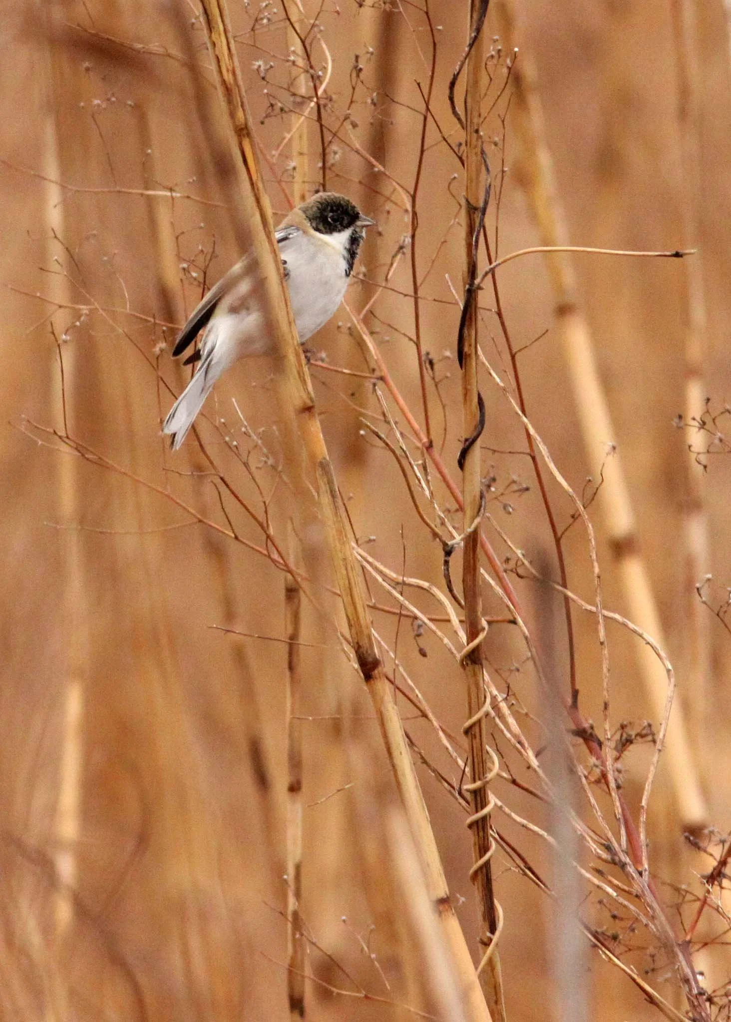 Pallas's (Reed) Bunting (Emberiza pallasi) Yancheng China (12).JPG