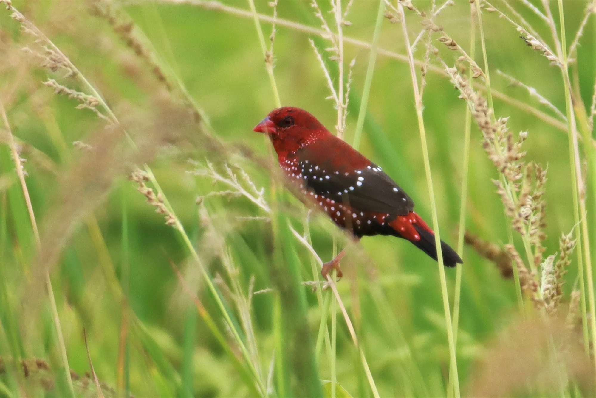 RED AVADAVAT - Amandava amandava - LAD KRABANG  THAP YAO RICE FIELDS AUGUST 14 2021 (49).jpg
