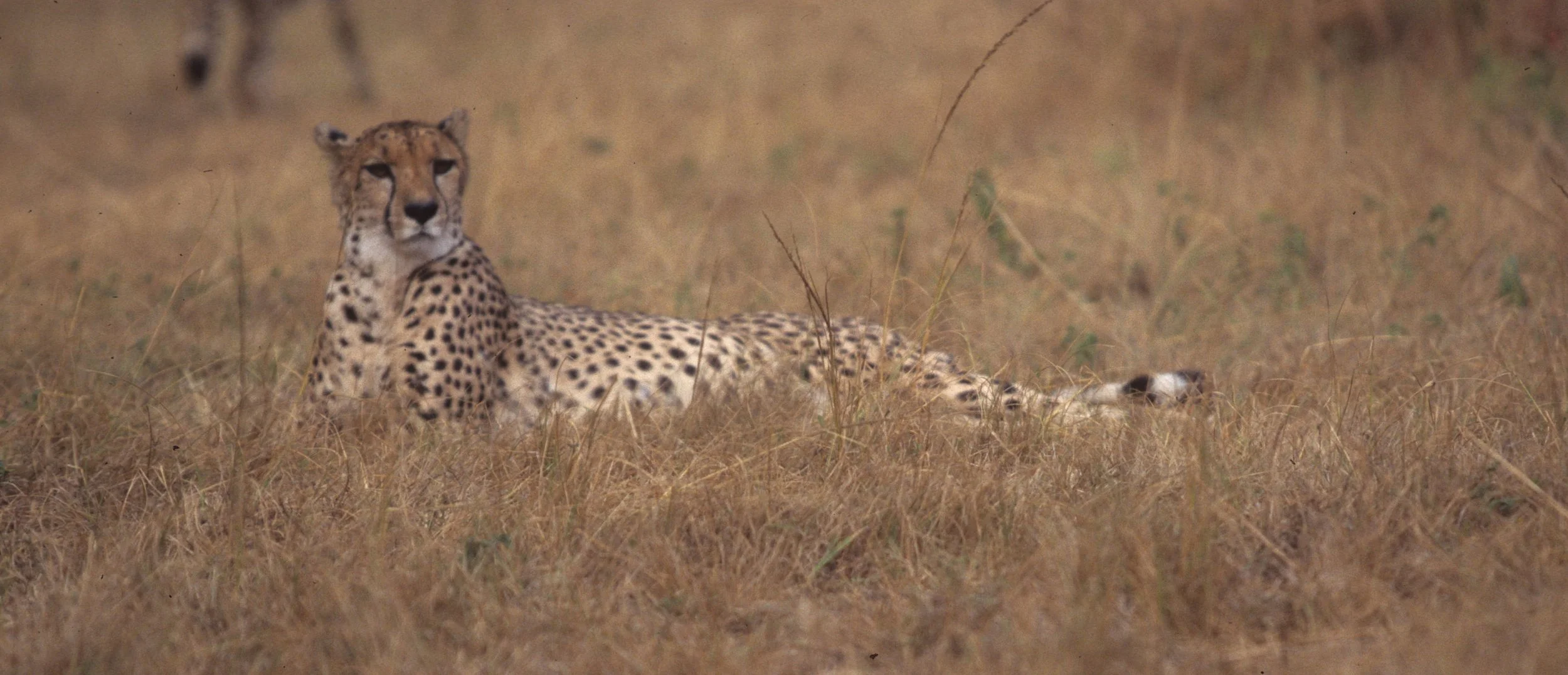 FELID - CHEETAH - KRUGER (24).jpg