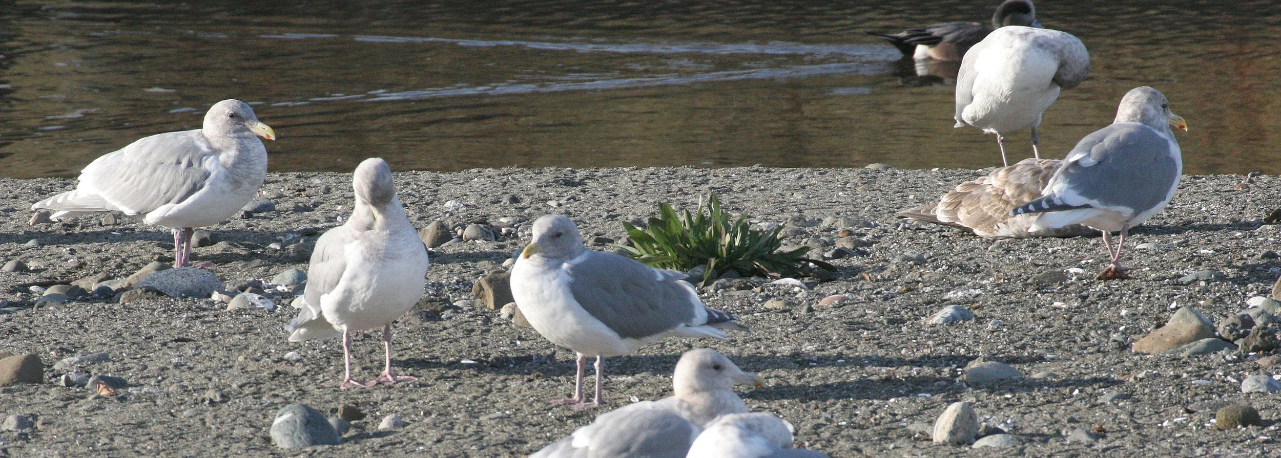 BIRD - GULL - GLAUCOUS WINGED (2).jpg