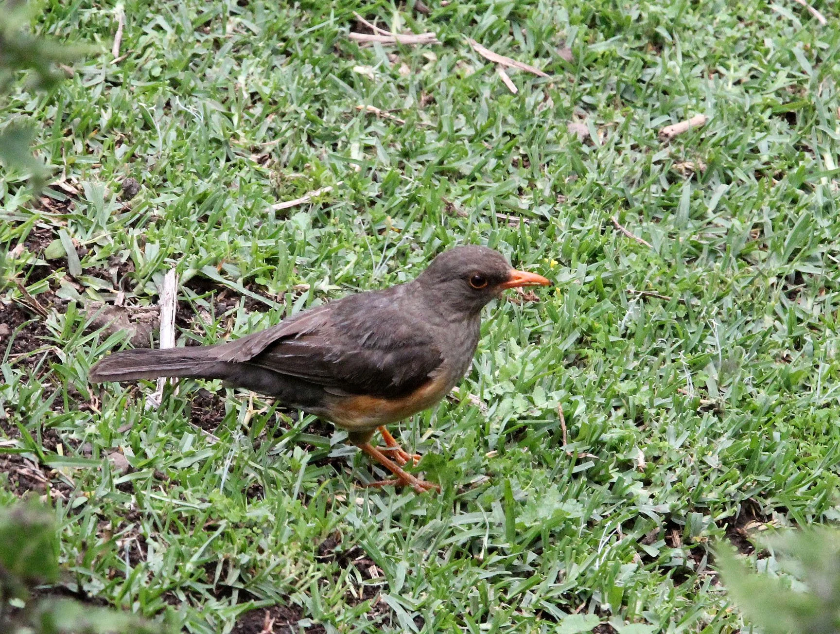 Mountain Thrush (Turdus plebejus) Bale Mountains NP Ethiopia (1).JPG