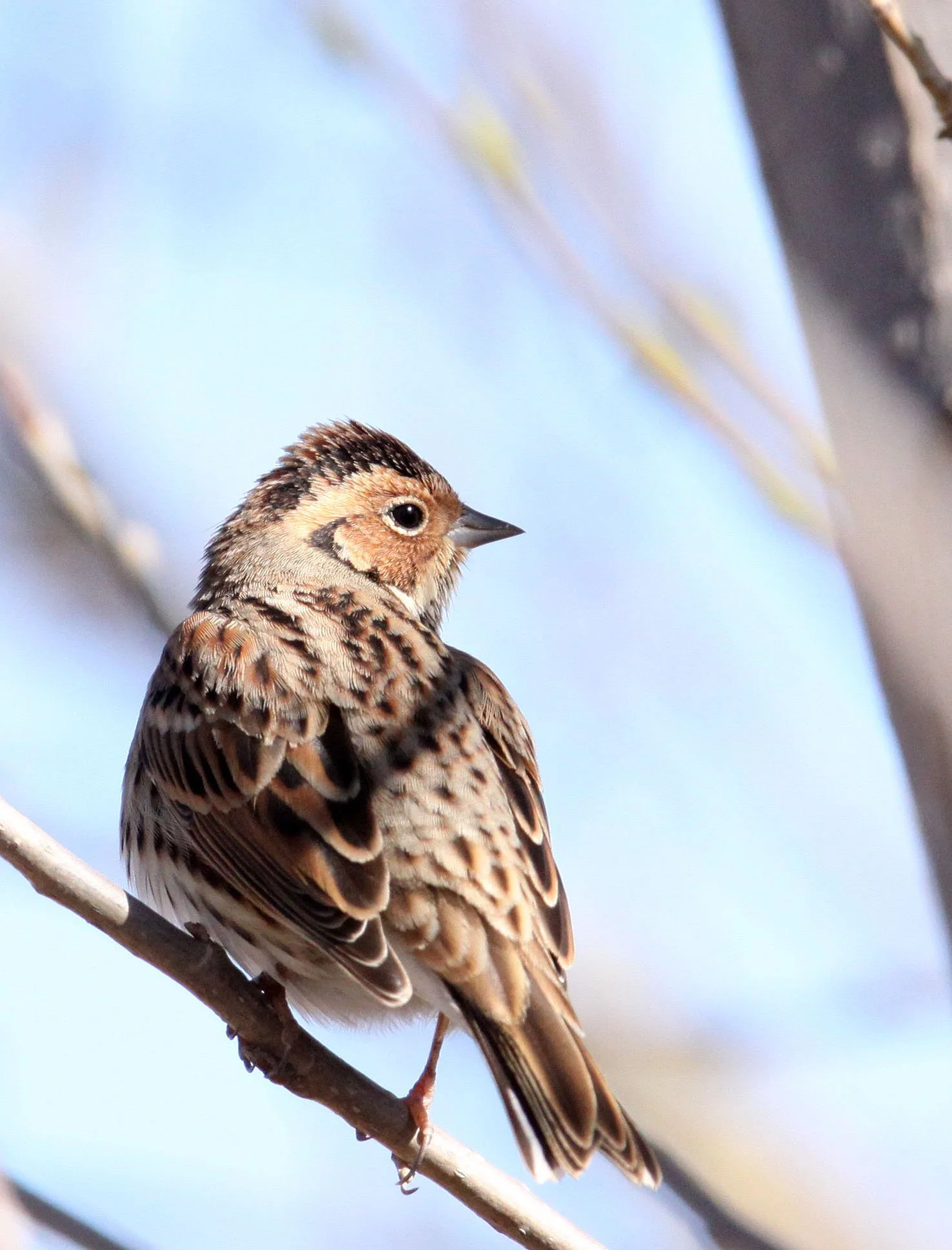 Little Bunting (Emberiza pusilla) Cao Hai Wetlands Yunnan China (11).JPG