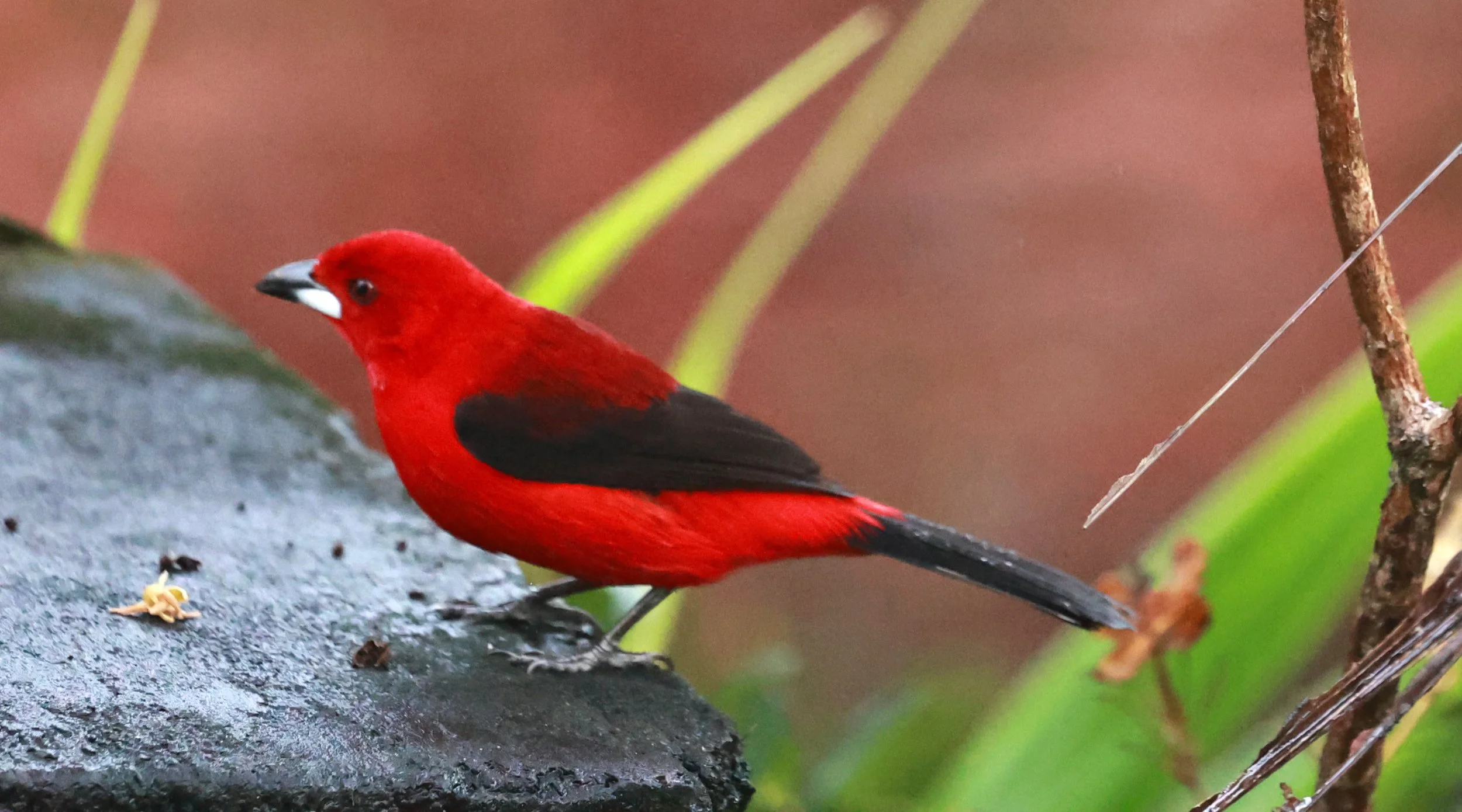 Brazilian Tanager (Ramphocelus bresilia) Superagui National Park, Brazil  (3).jpg