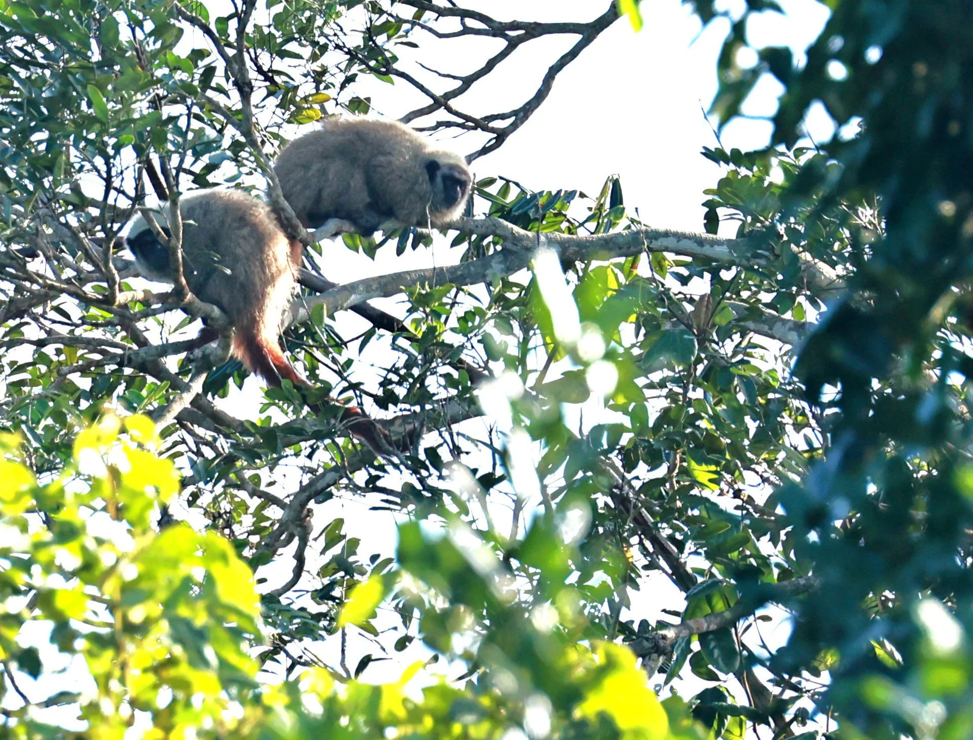 Coimbra Filho's Titi Monkey (Callicebus coimbrai) — Coke Smith Wildlife